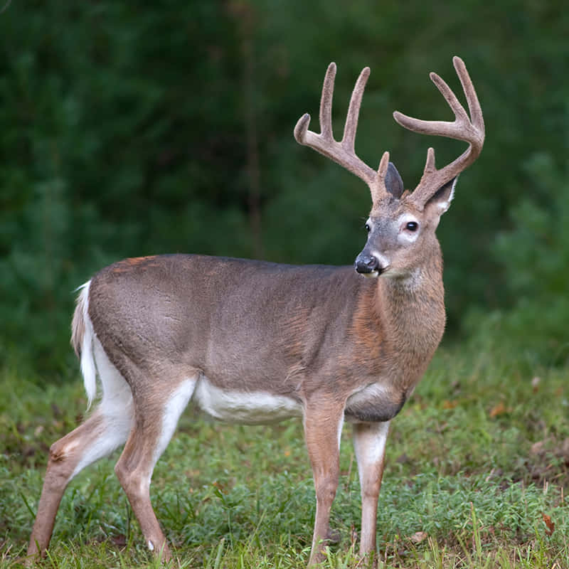 A White-tailed Deer Grazing In A Meadow Background