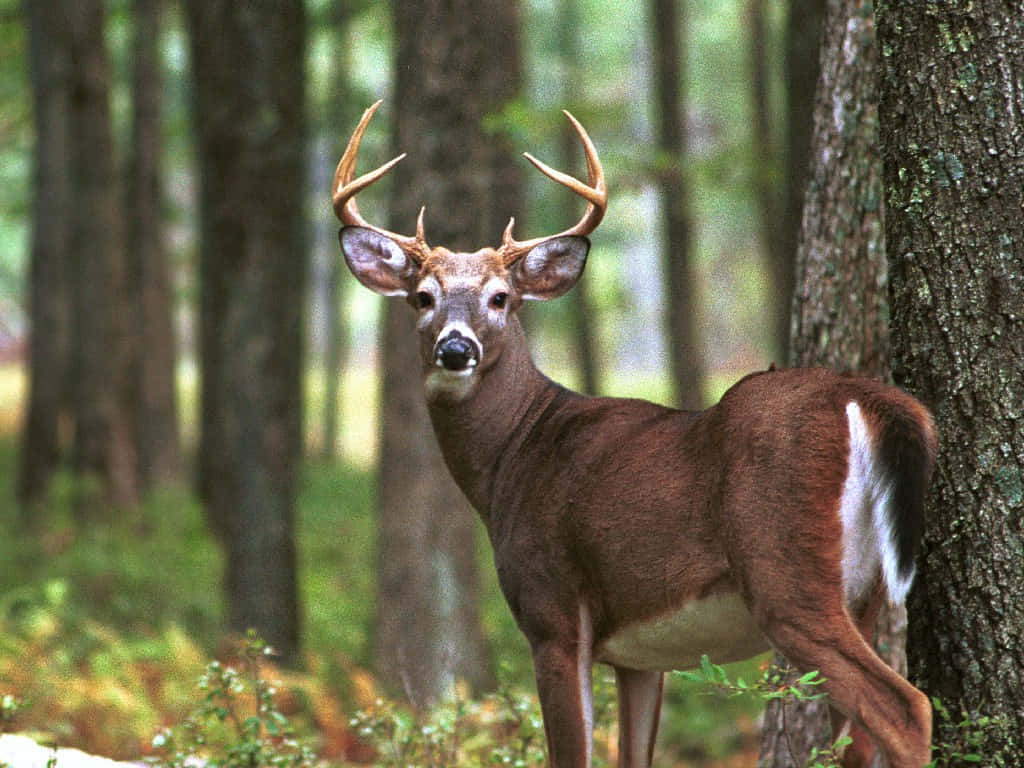 A White-tailed Deer In A Grassland Background