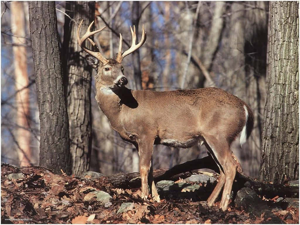 A White-tailed Deer In Its Natural Habitat Background