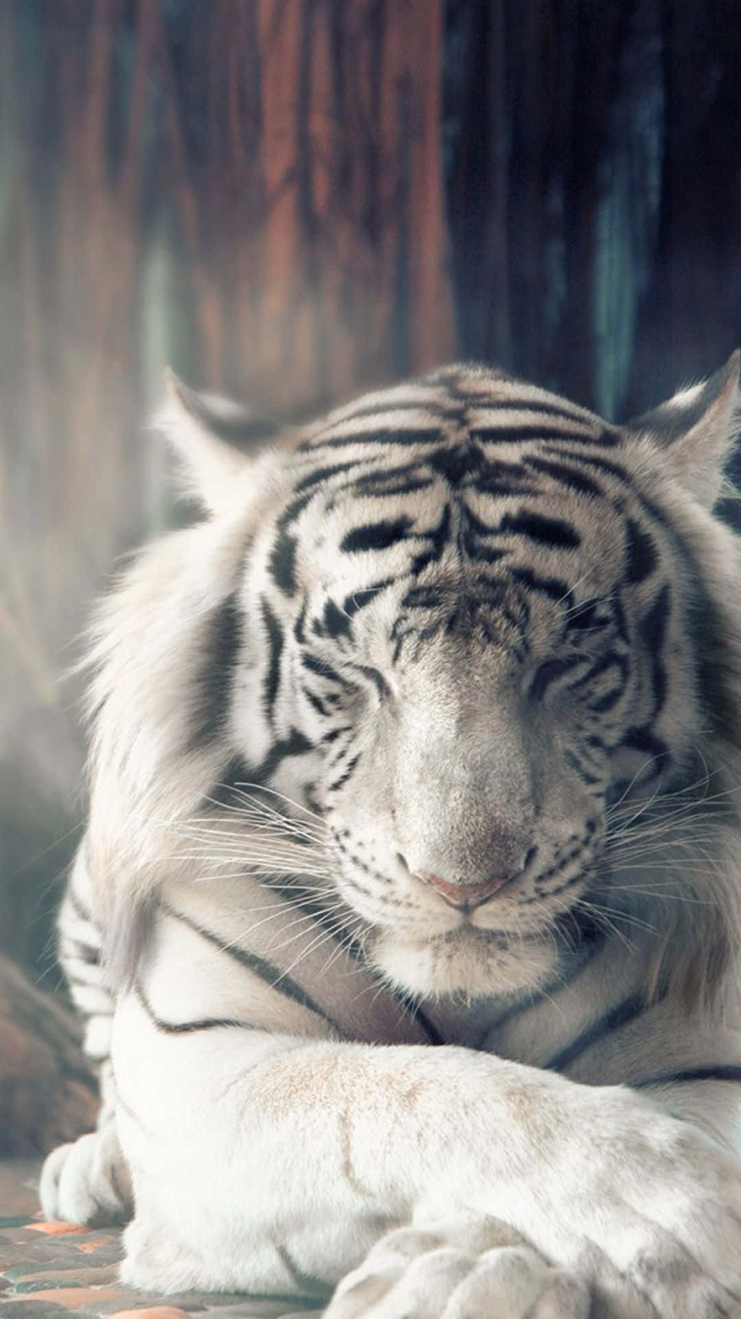 A White Tiger Is Laying Down In The Forest Background