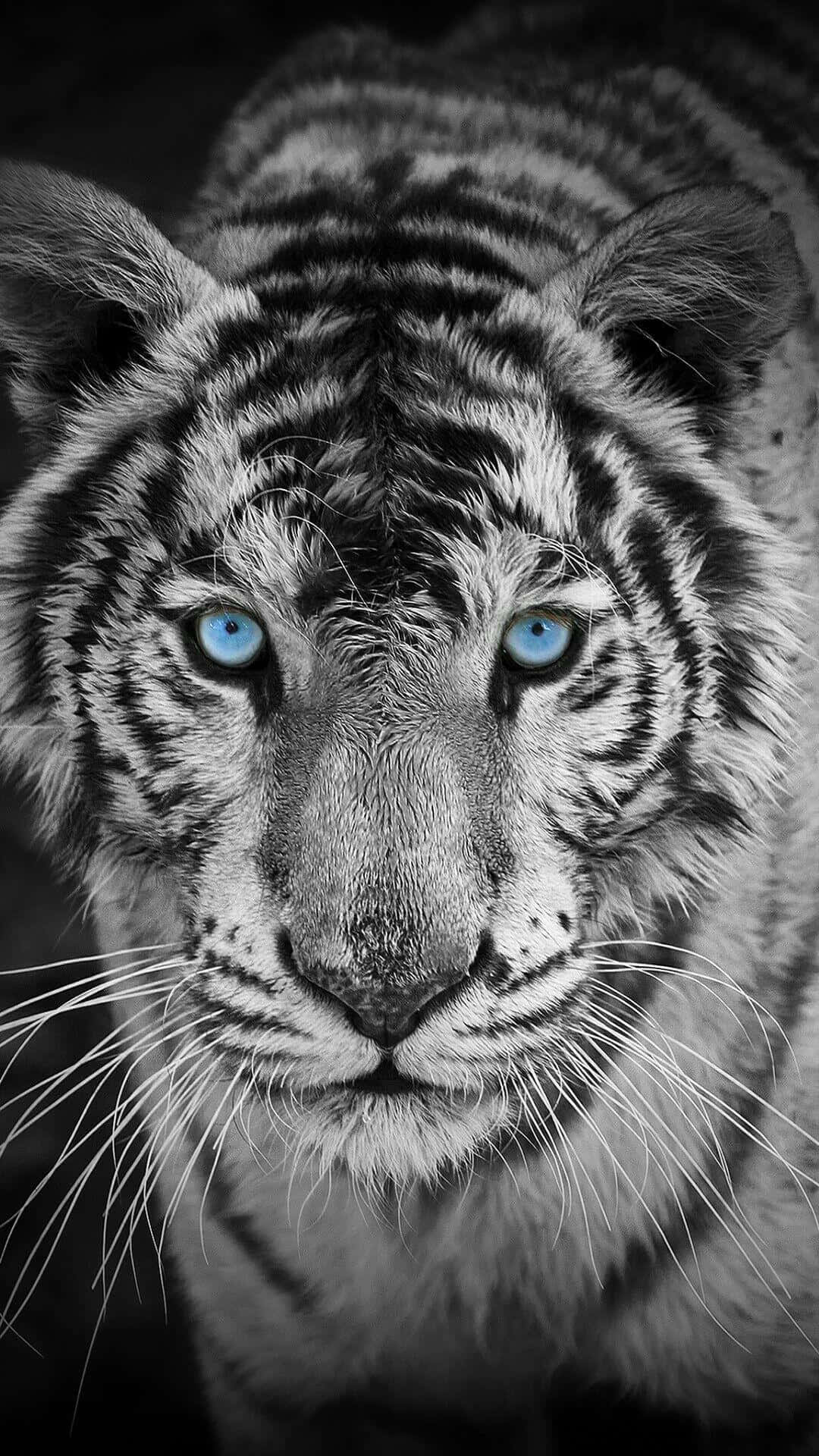 A White Tiger With Blue Eyes In Black And White