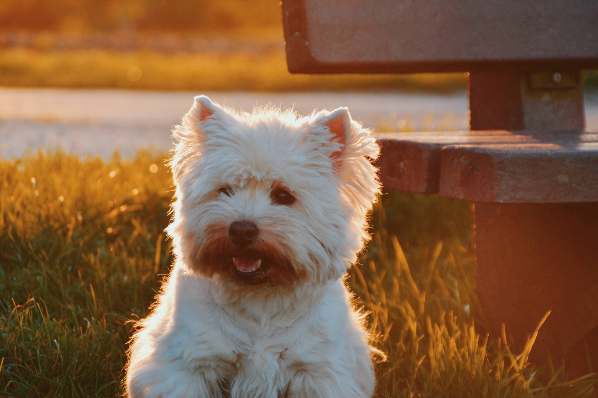 A White Westie Lounge In The Colorful Sunset Background