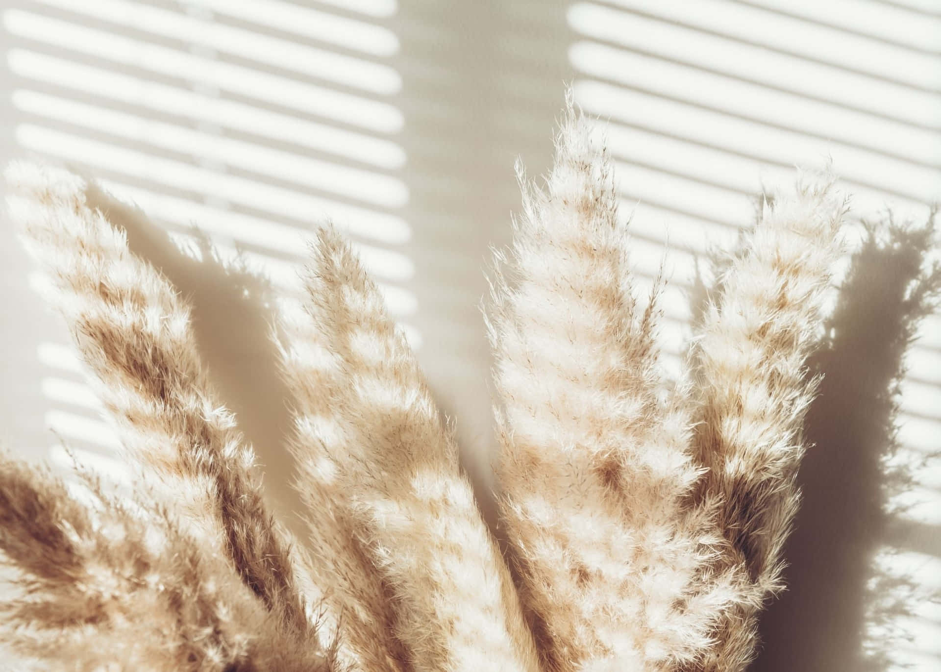 A White Window With A Bunch Of Dried Grasses Background