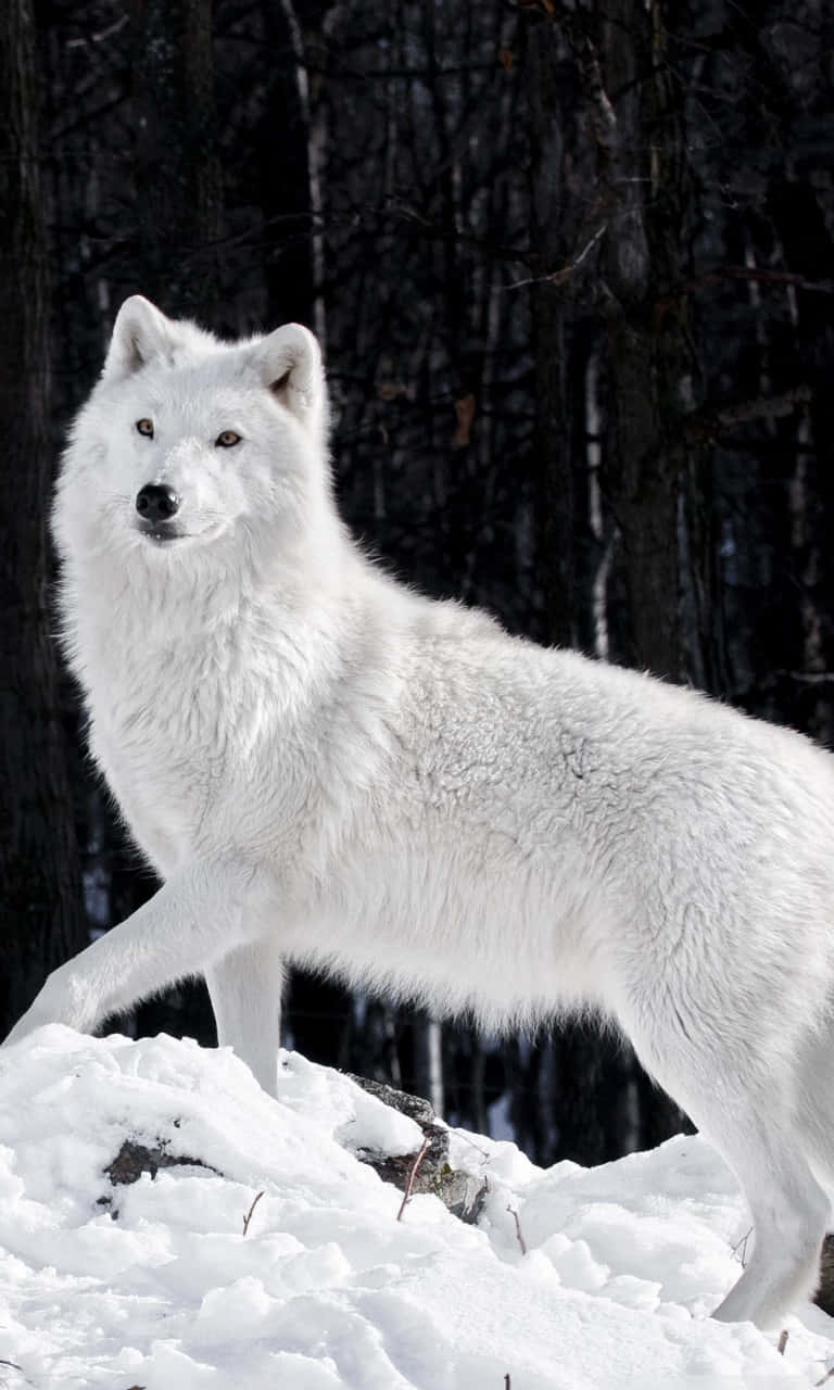 A White Wolf Standing On A Snowy Hill Background