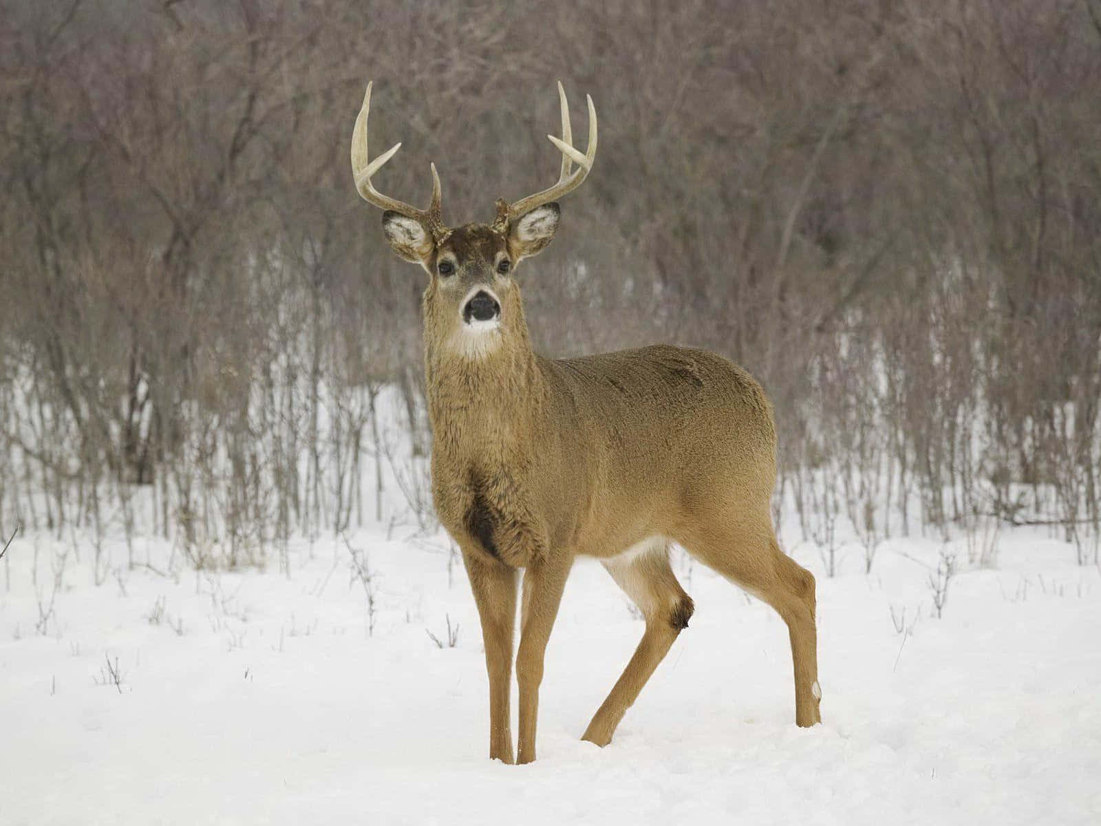 A Whitetail Deer In Its Natural Habitat Background