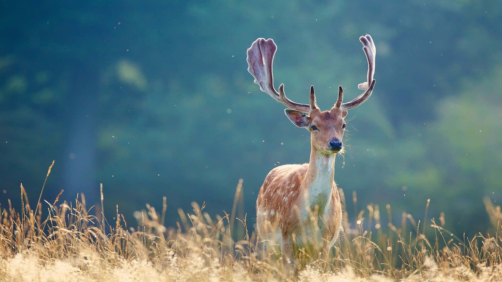 A Whitetail Deer Pauses In A Patch Of Grass Background