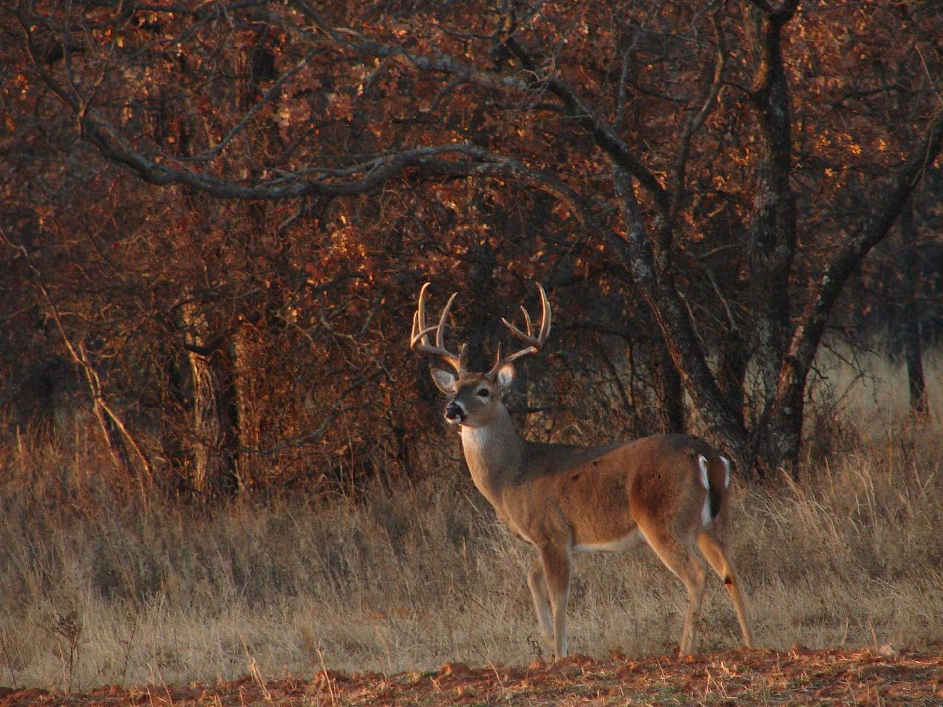 A Whitetail Deer Peacefully Roaming In A Lush Green Landscape Background