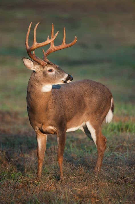 A Whitetail Deer Stands Proudly In A Meadow. Background
