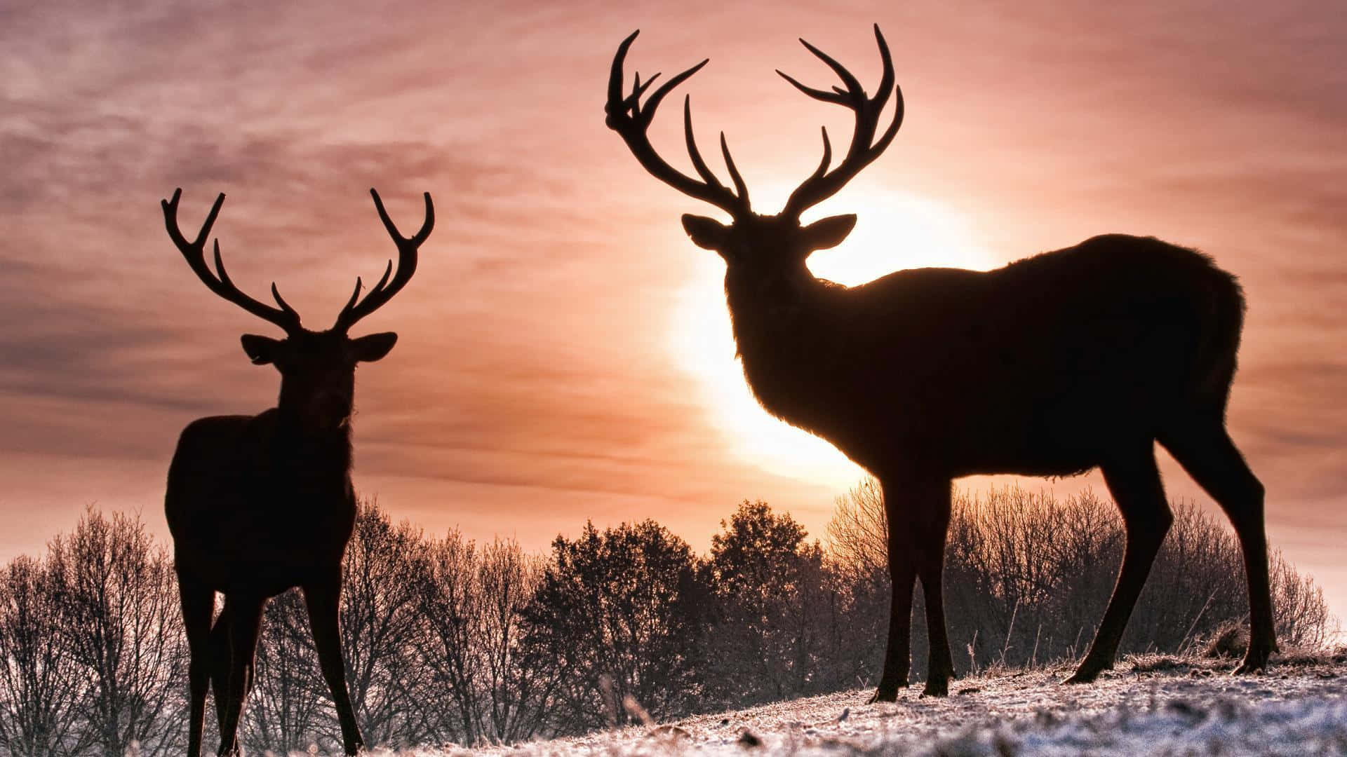 A Whitetail Deer Taking In The Snow-covered Wilderness Background