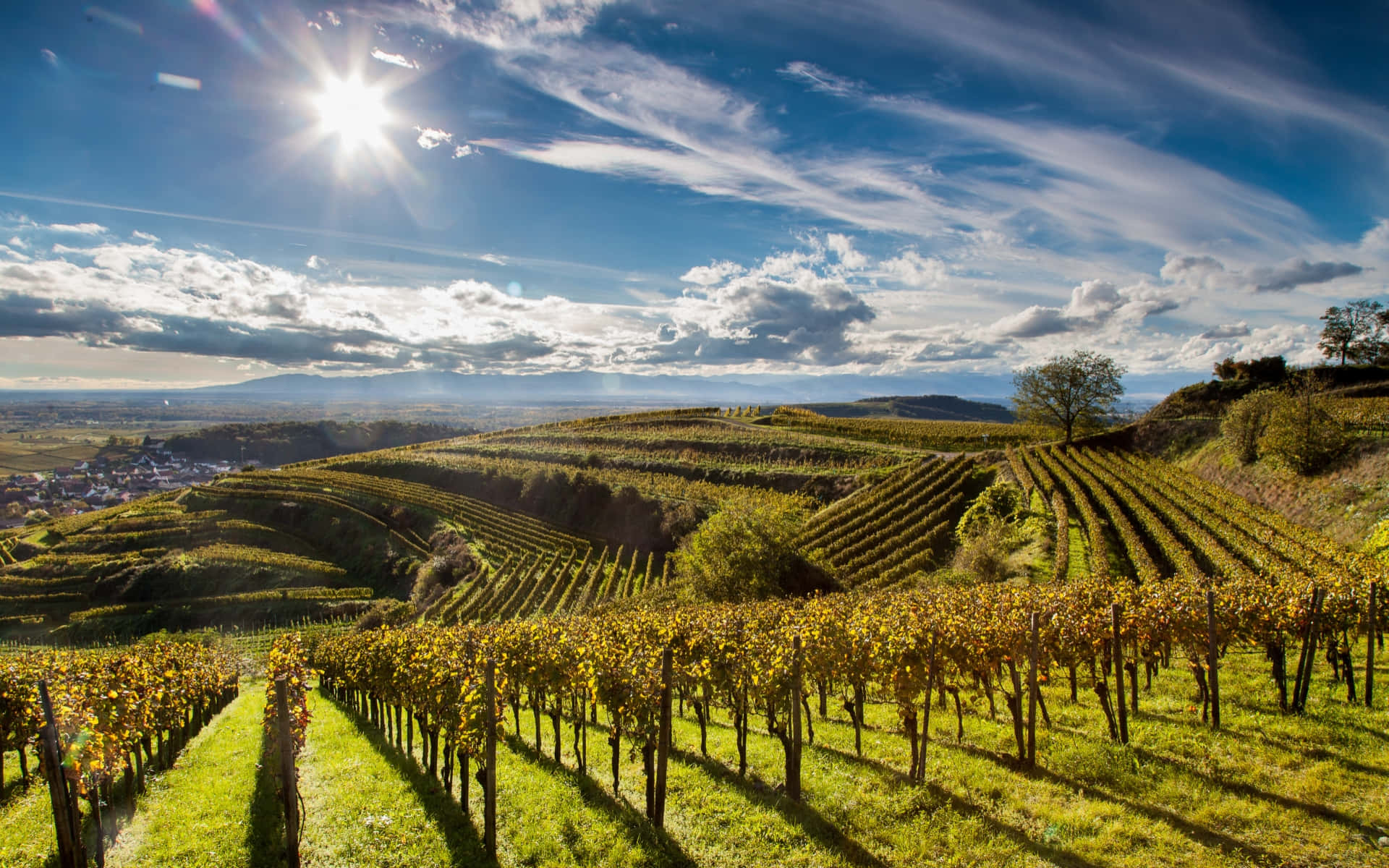 A Wide Vineyard Background