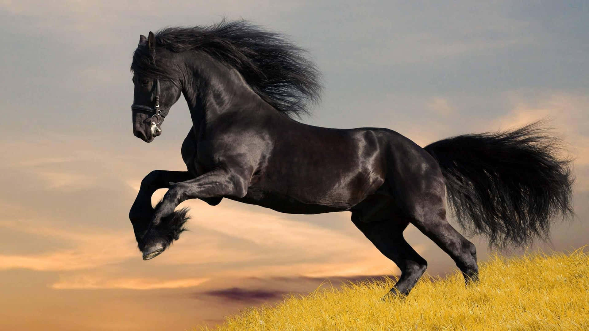 A Wild And Beautiful Cool Horse In The Wilderness Background