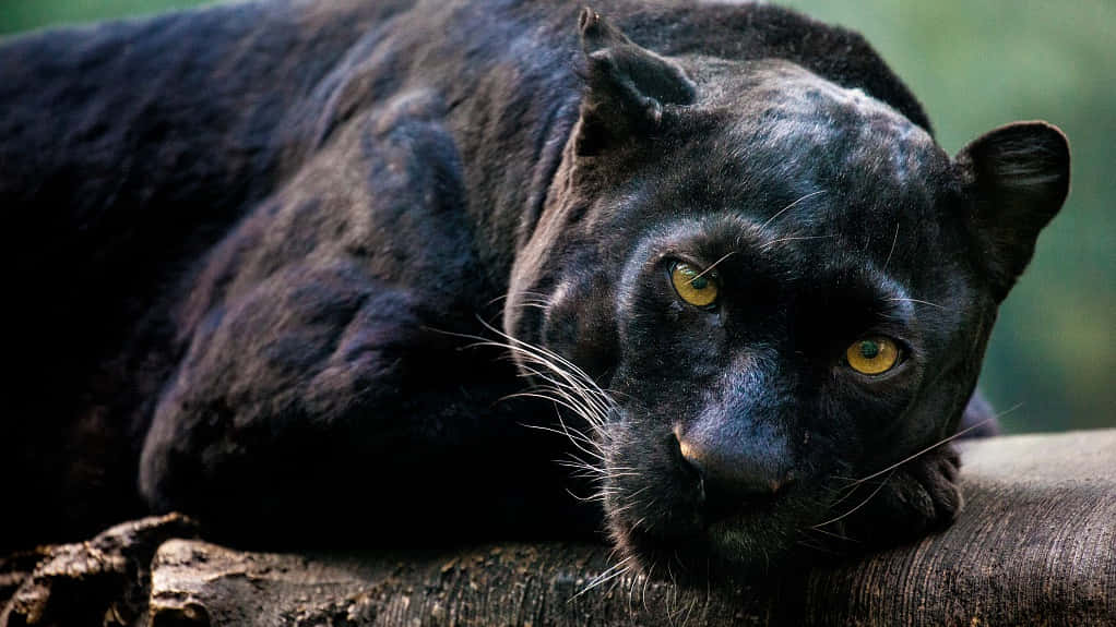 A Wild And Powerful Black Leopard In Its Natural Habitat Background