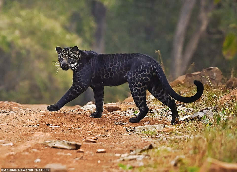 A Wild Black Leopard Stands Guard On The African Plains.