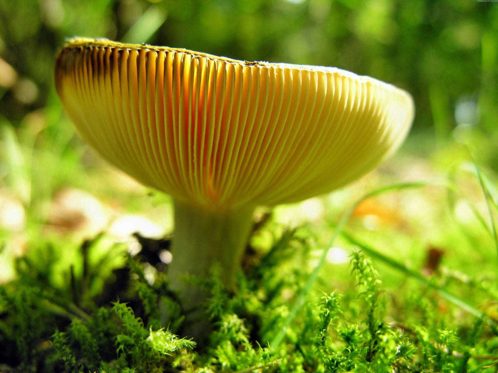 A Wild Yellow Mushroom