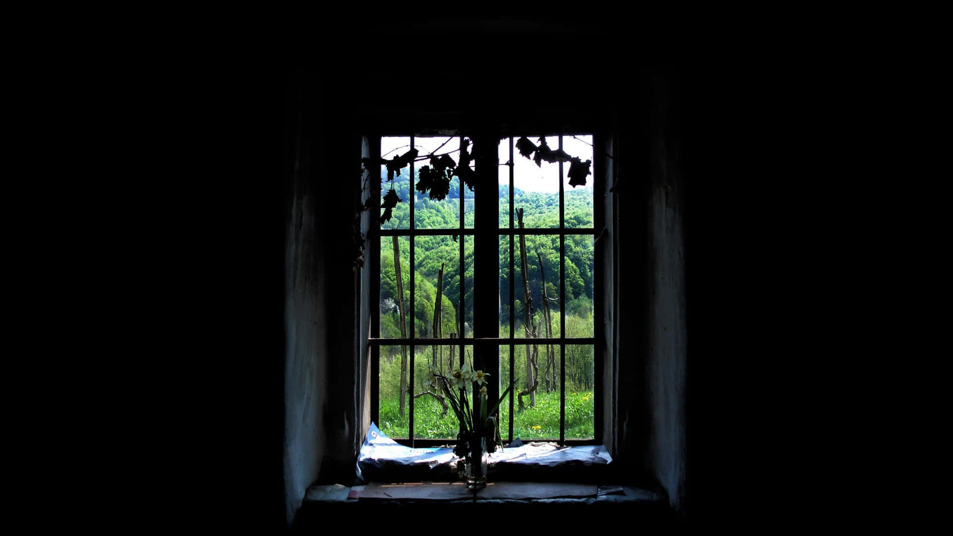 A Window With A View Of A Forest