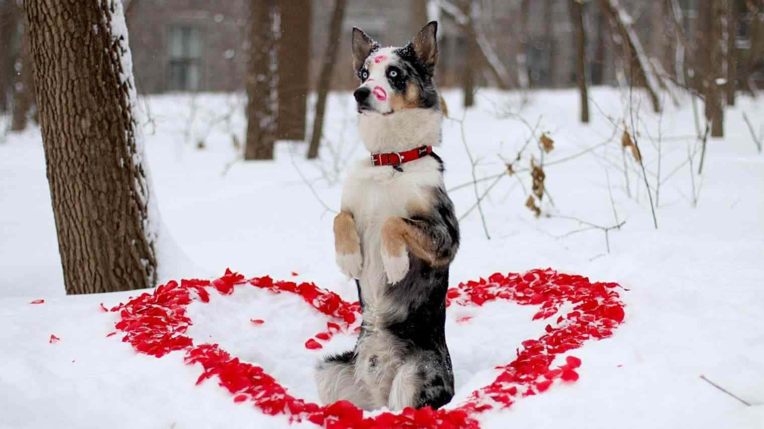 A Winter Dog Enjoying An Outdoor Stroll Under A Blanket Of Snow Background