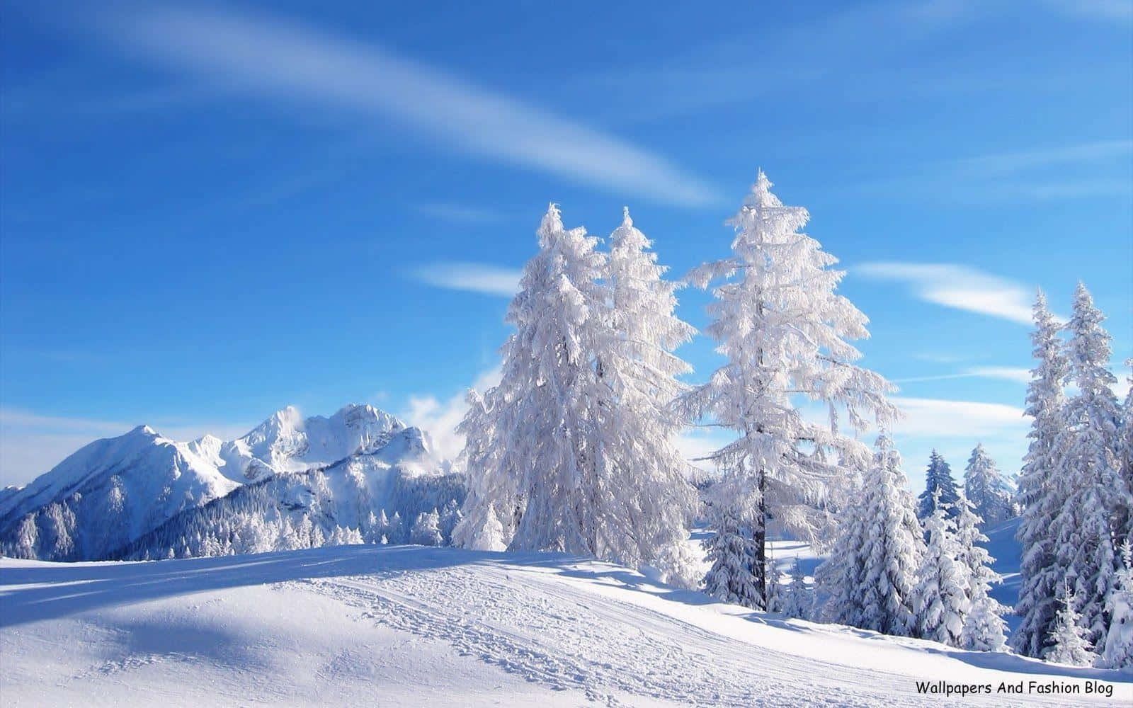 A Winter Scene Of Majestic Snow-covered Trees Background