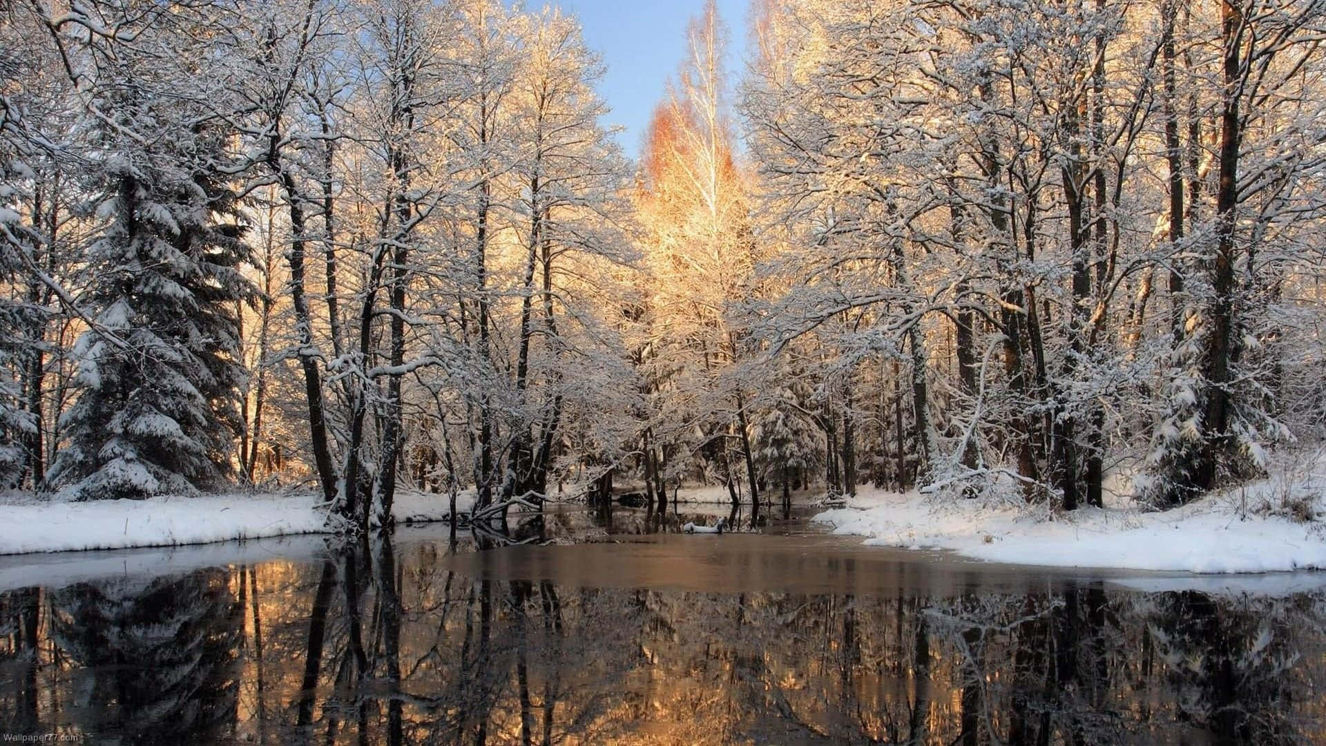 A Winter Wonderland In The Forest Background