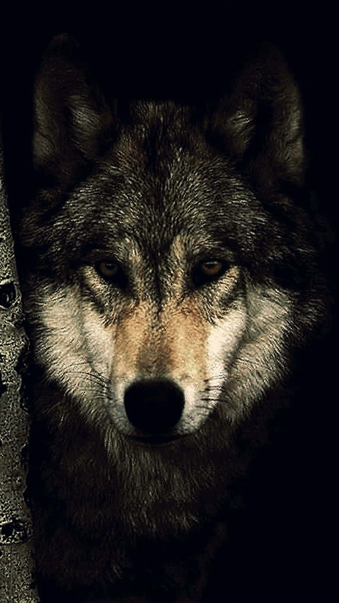 A Wolf Is Looking At The Camera In The Dark Background