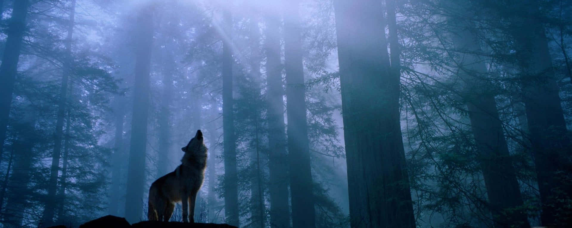 A Wolf Is Standing In The Forest With A Flashlight Background