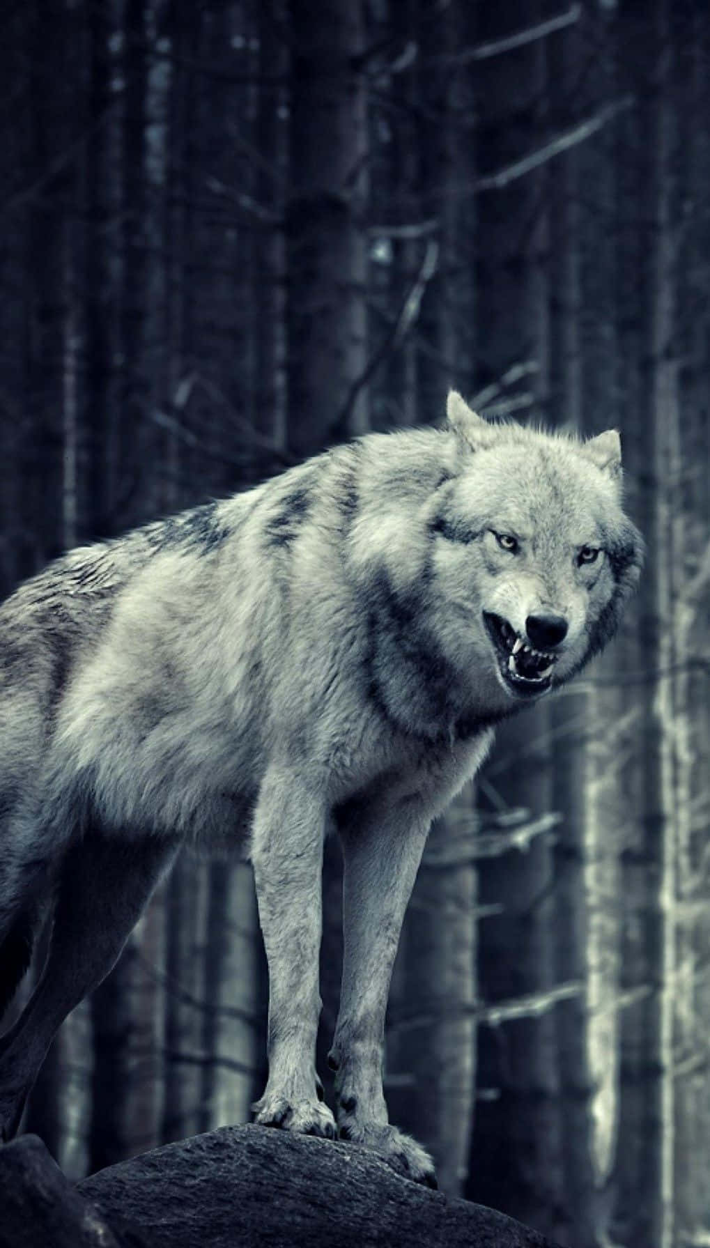 A Wolf Is Standing In The Woods Background