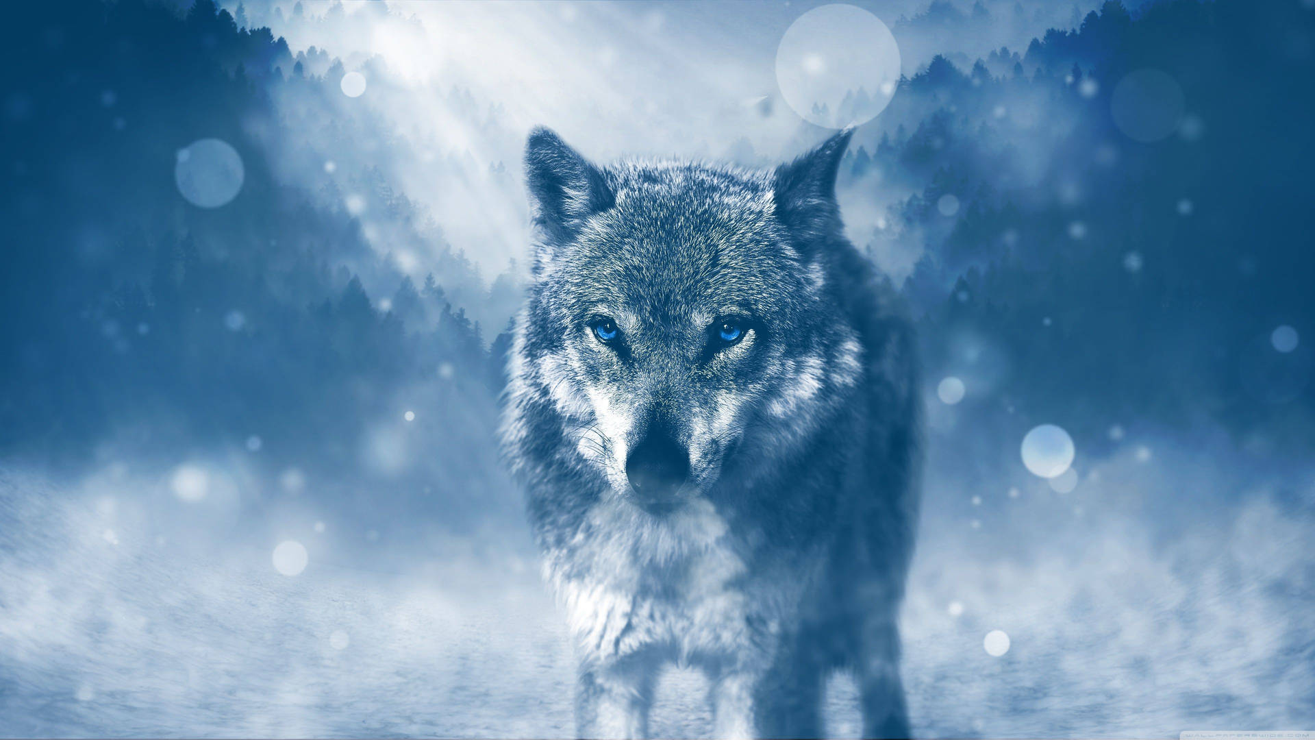A Wolf Prowling The Cold Winter Night Background