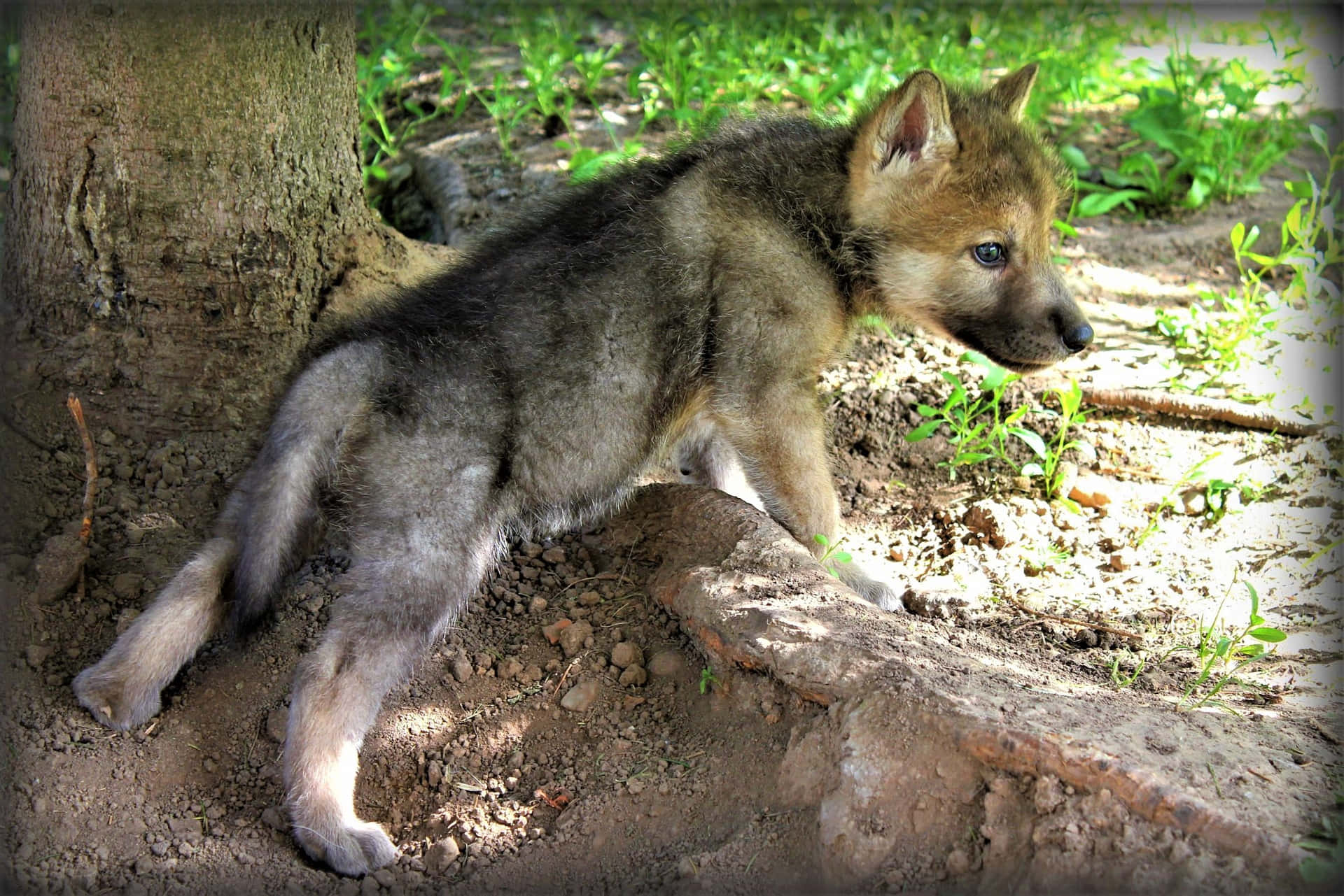 A Wolf Pup In The Woods Background