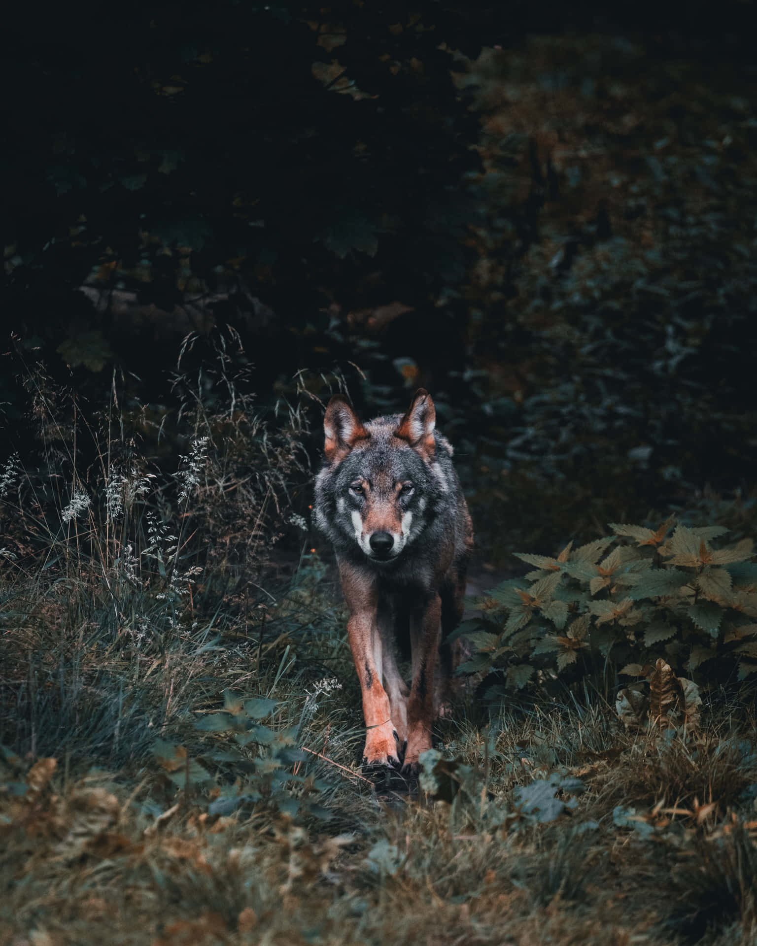 A Wolf Walking Through The Woods Background