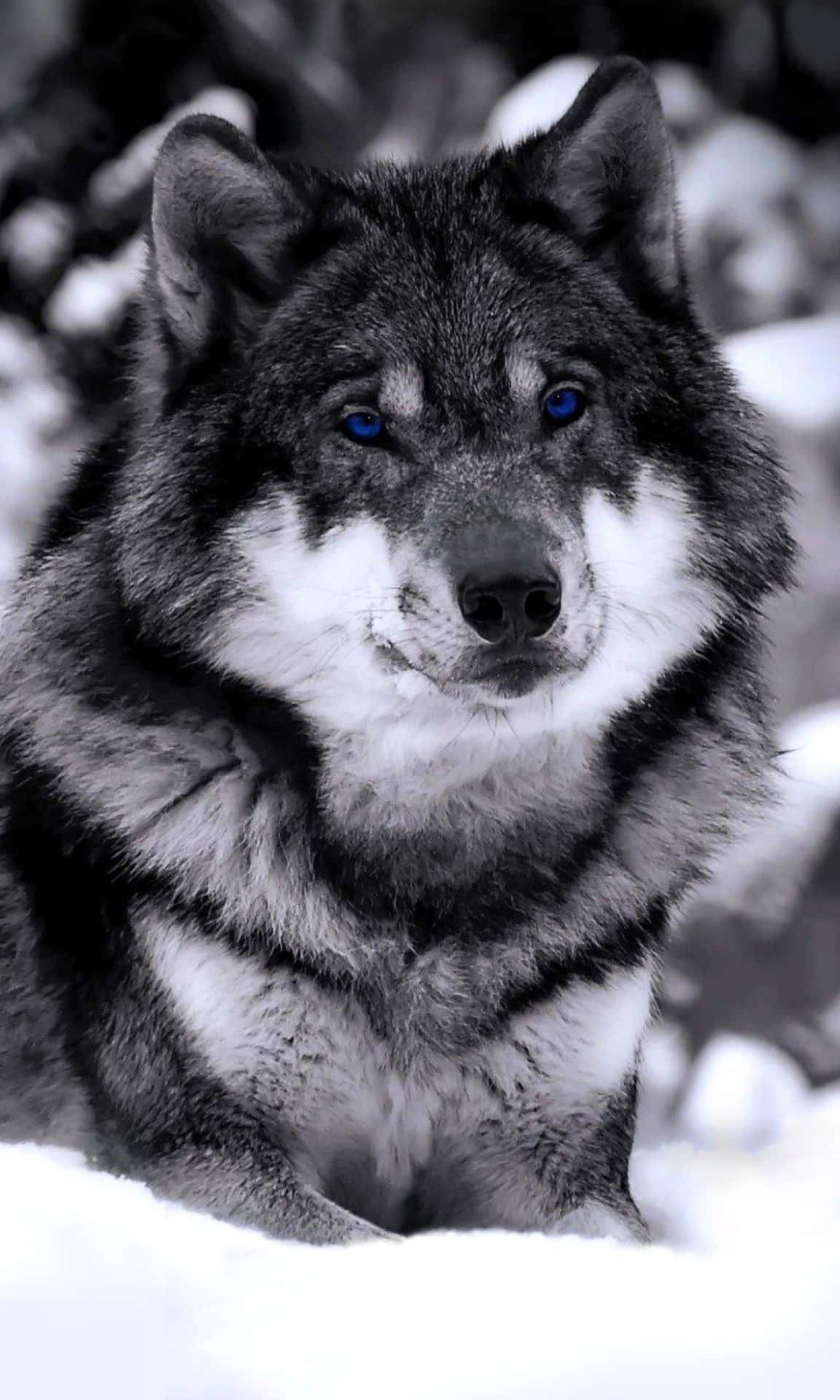 A Wolf With Blue Eyes Sitting In The Snow Background