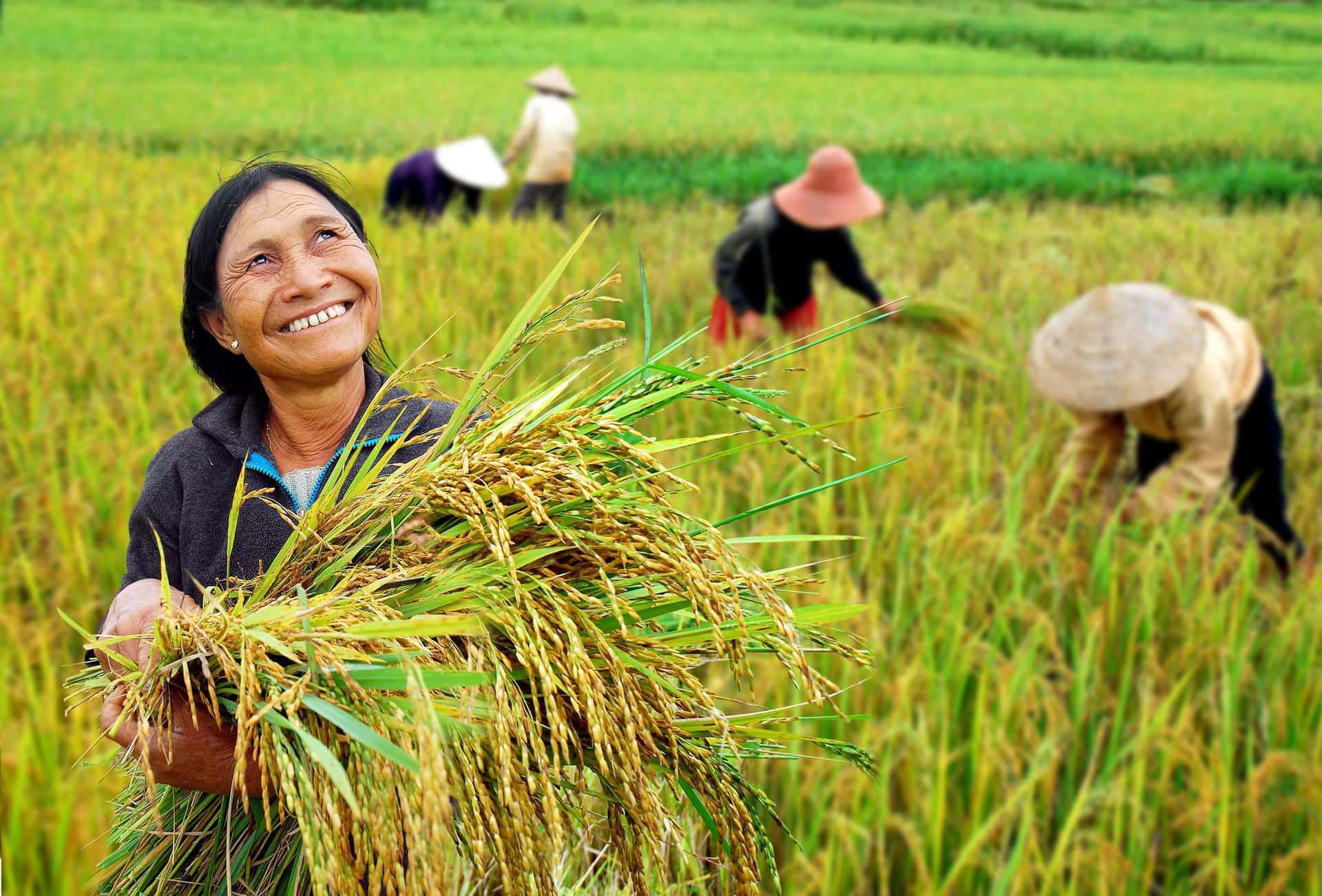 A Woman Is Holding Rice In A Field Background