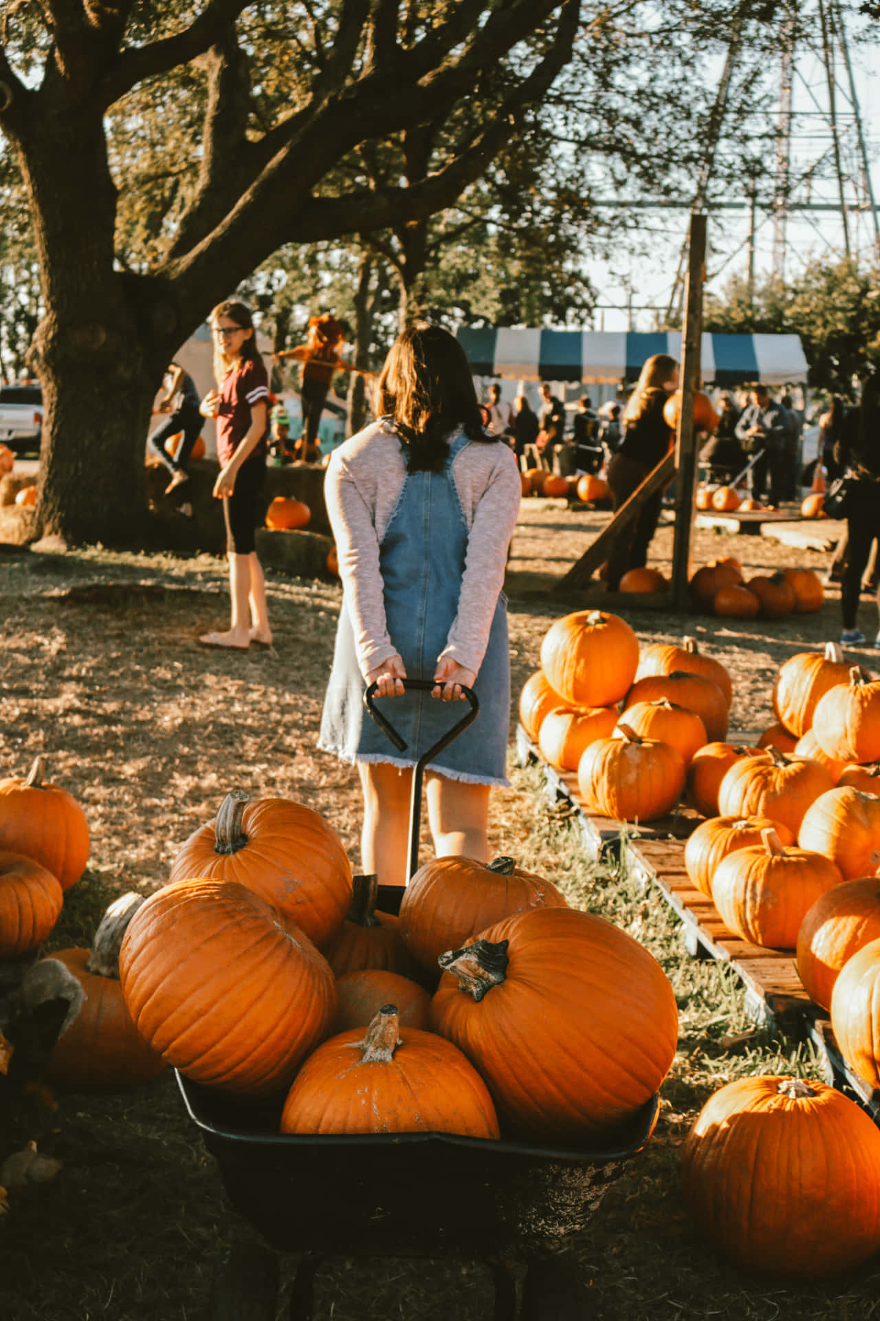 A Woman Pushing A Wheelbarrow Full Of Pumpkins Background