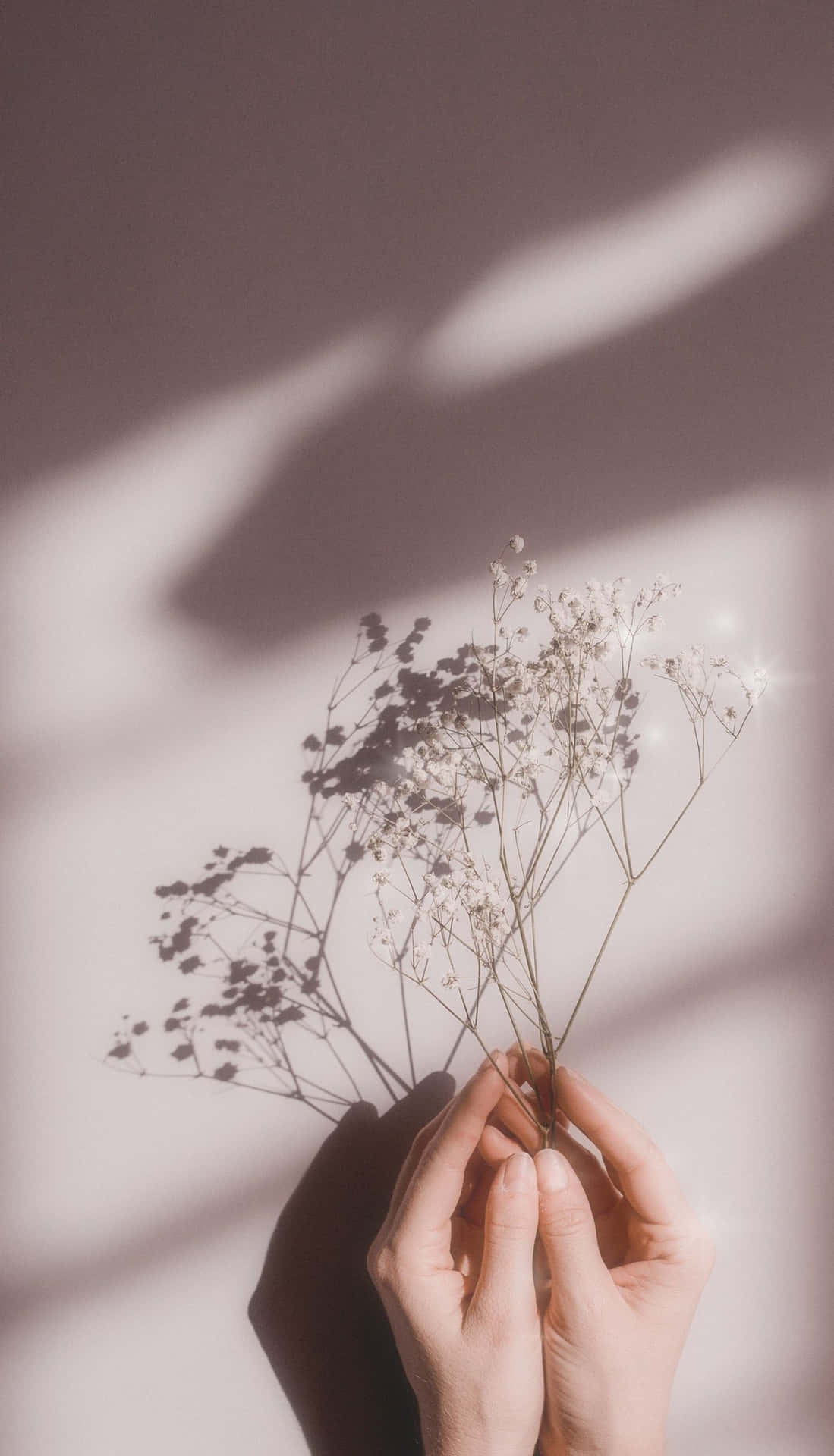 A Woman's Hand Holding A Bunch Of Dried Flowers Background