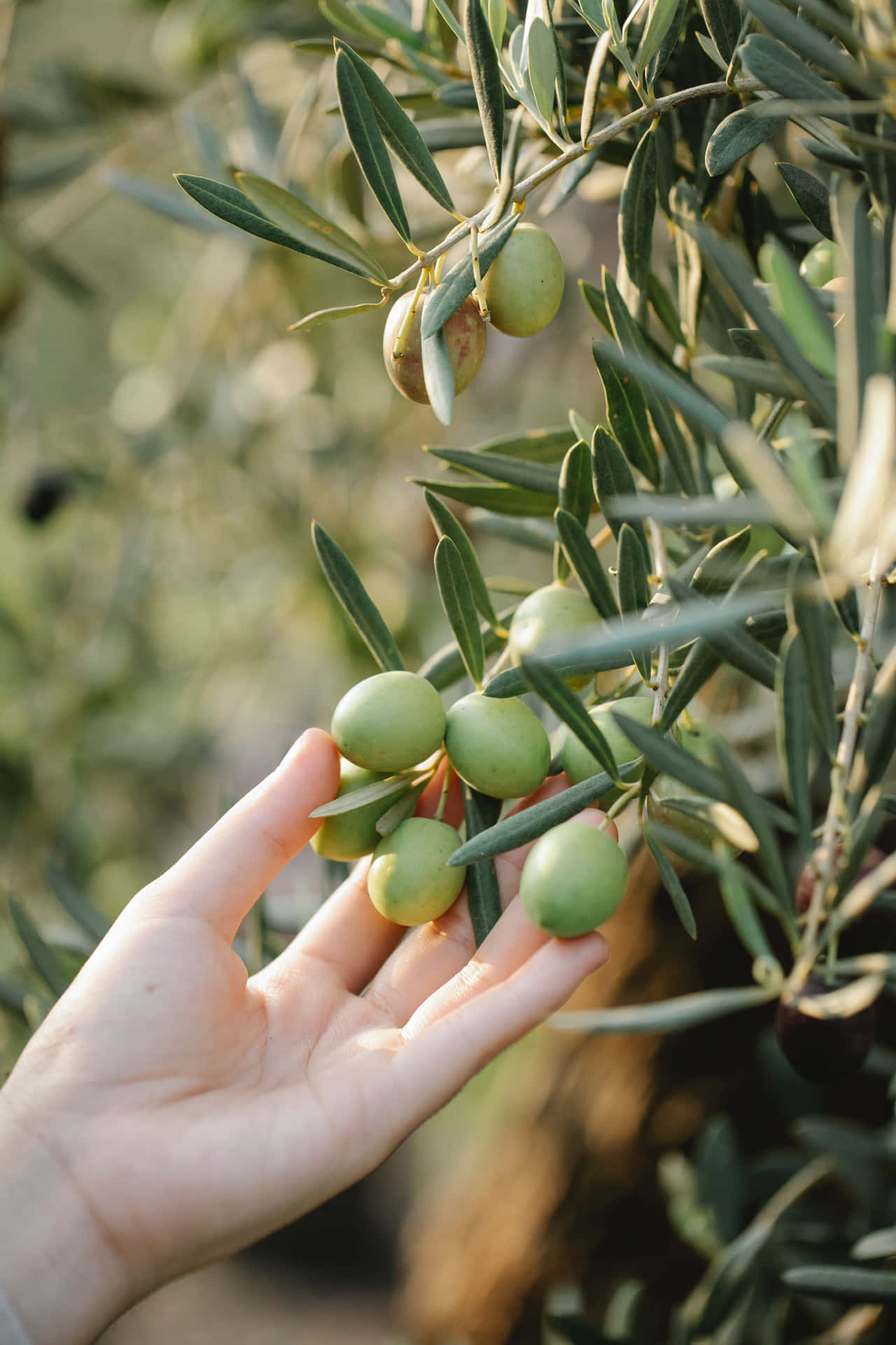 A Woman's Hand Picking Olives From An Olive Tree Background