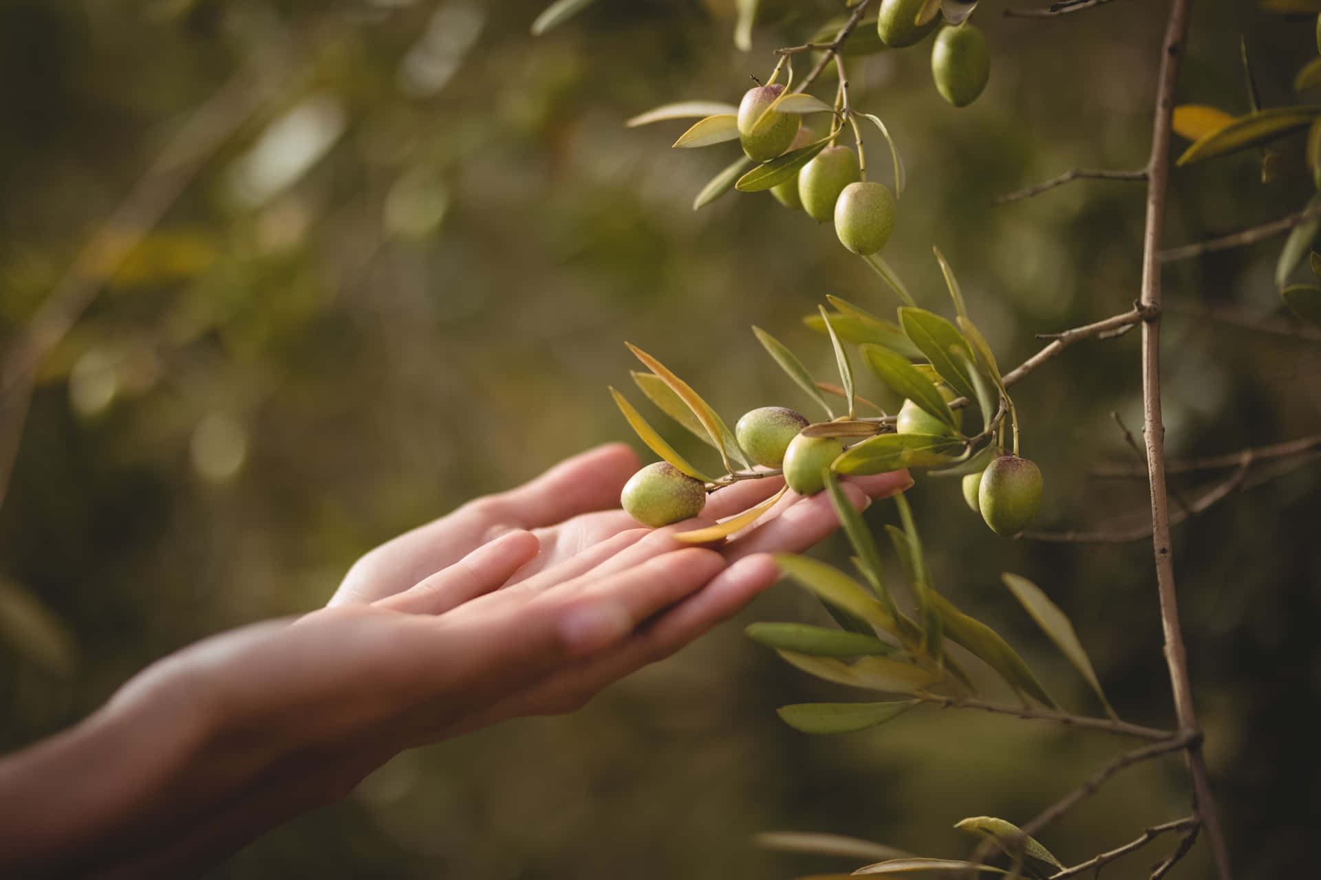 A Woman's Hand Reaching Out To An Olive Tree Background