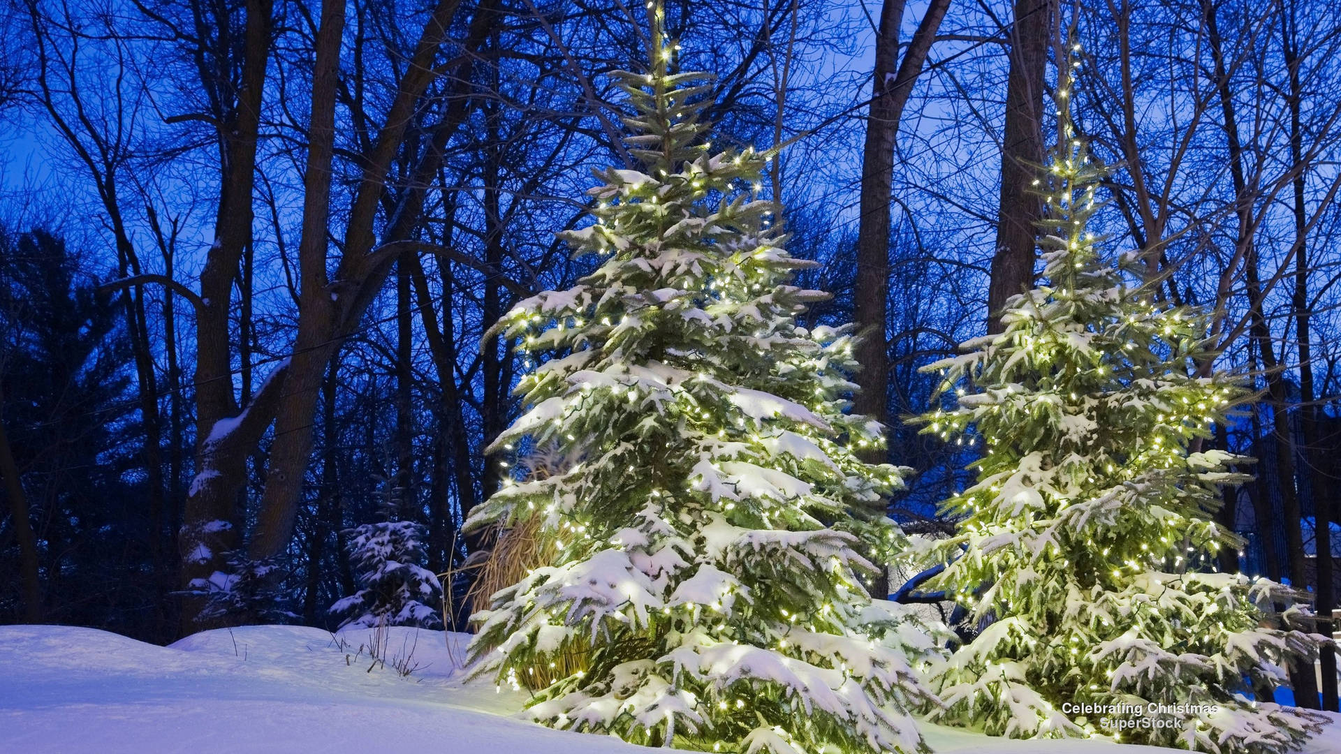 A Wonderland Of Glistening Snow And Towering Evergreen Trees, The Perfect Setting For Your Christmas Festivities! Background