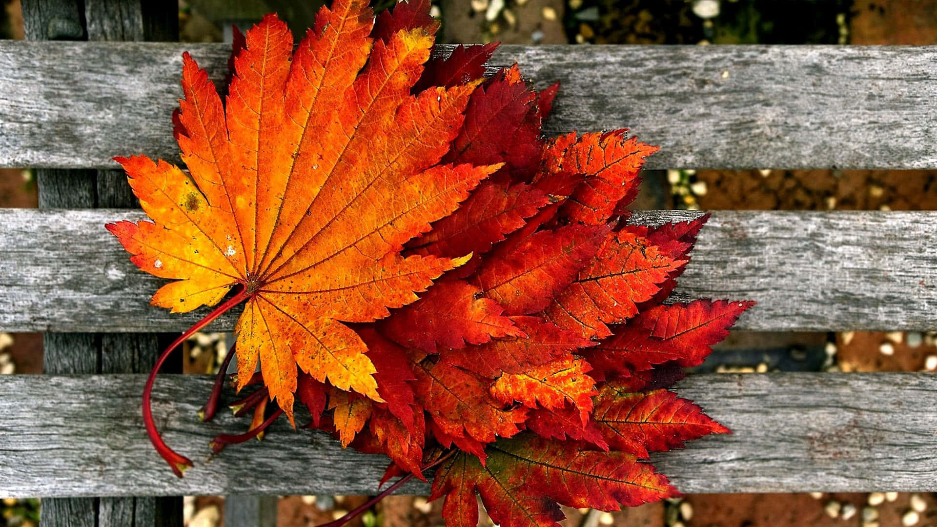 A Wooden Bench With Leaves On It Background