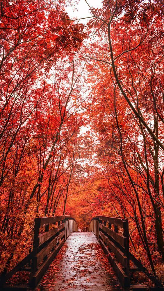 A Wooden Bridge In The Forest With Red Leaves Background