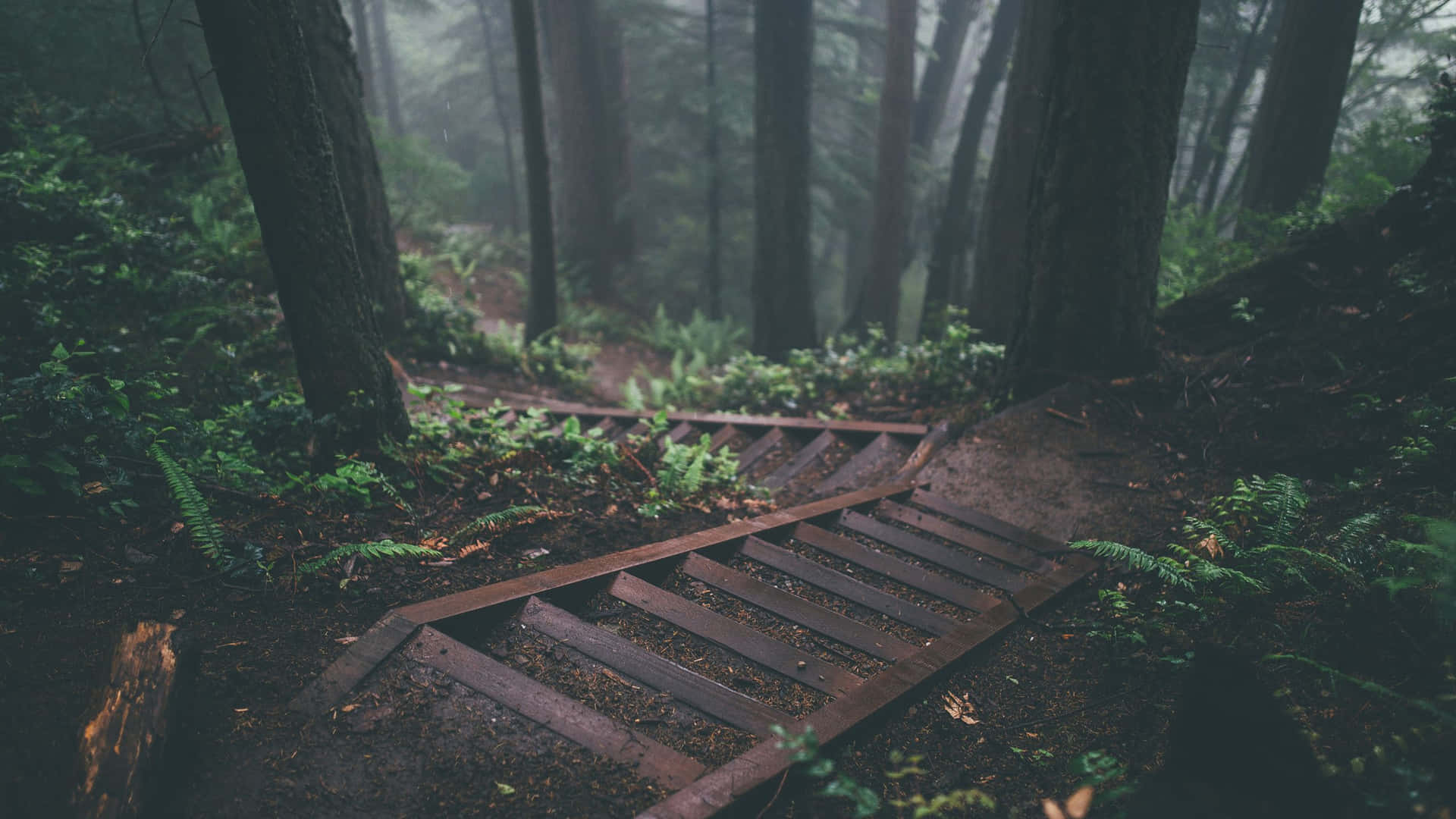 A Wooden Path In The Forest Background
