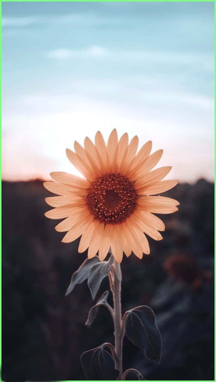 A Yellow And Brown Sunflower Looking Up At The Sun Background