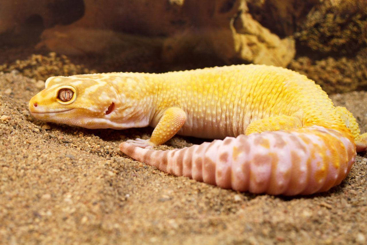 A Yellow And White Gecko Laying On The Sand Background