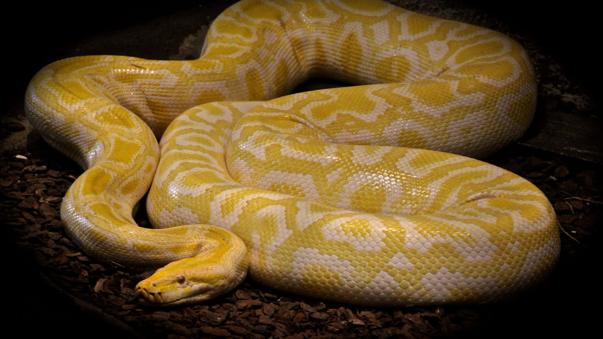 A Yellow And White Python Is Sitting On The Ground Background