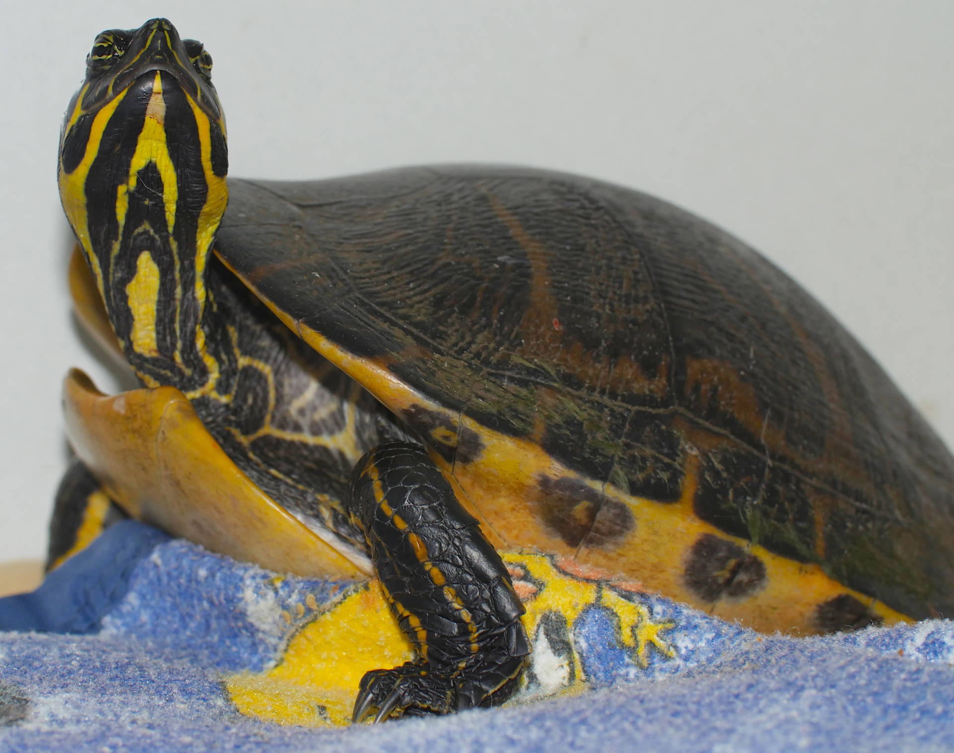 A Yellow-bellied Slider Gliding Through Crystal Clear Water Background