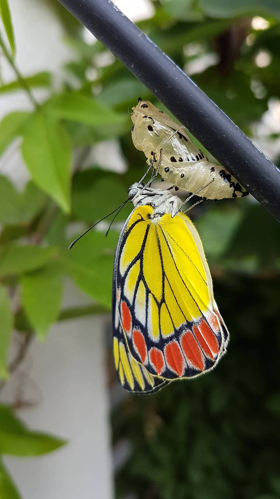 A Yellow Butterfly Emerges From Its Cocoon Background