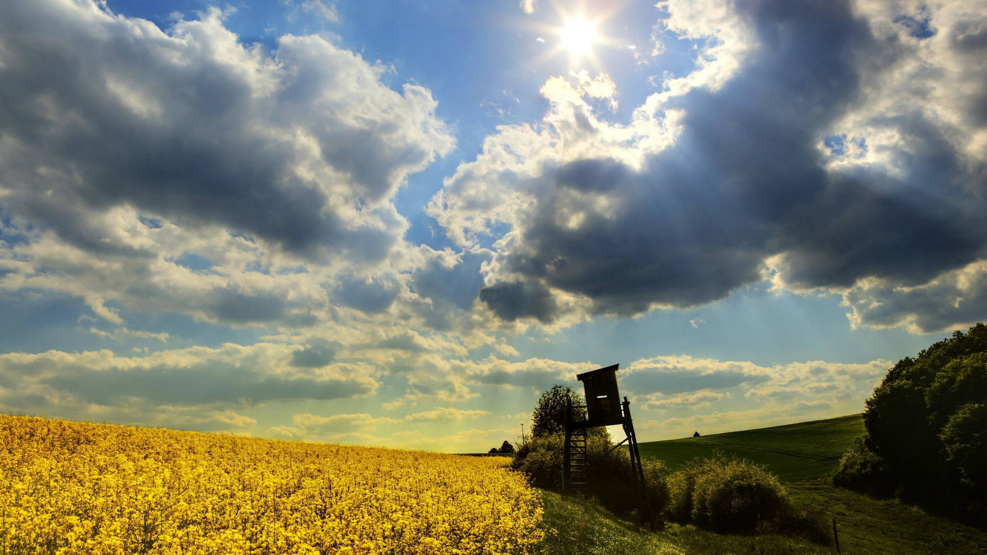 A Yellow Field With Clouds And Sun Shining Through It Background