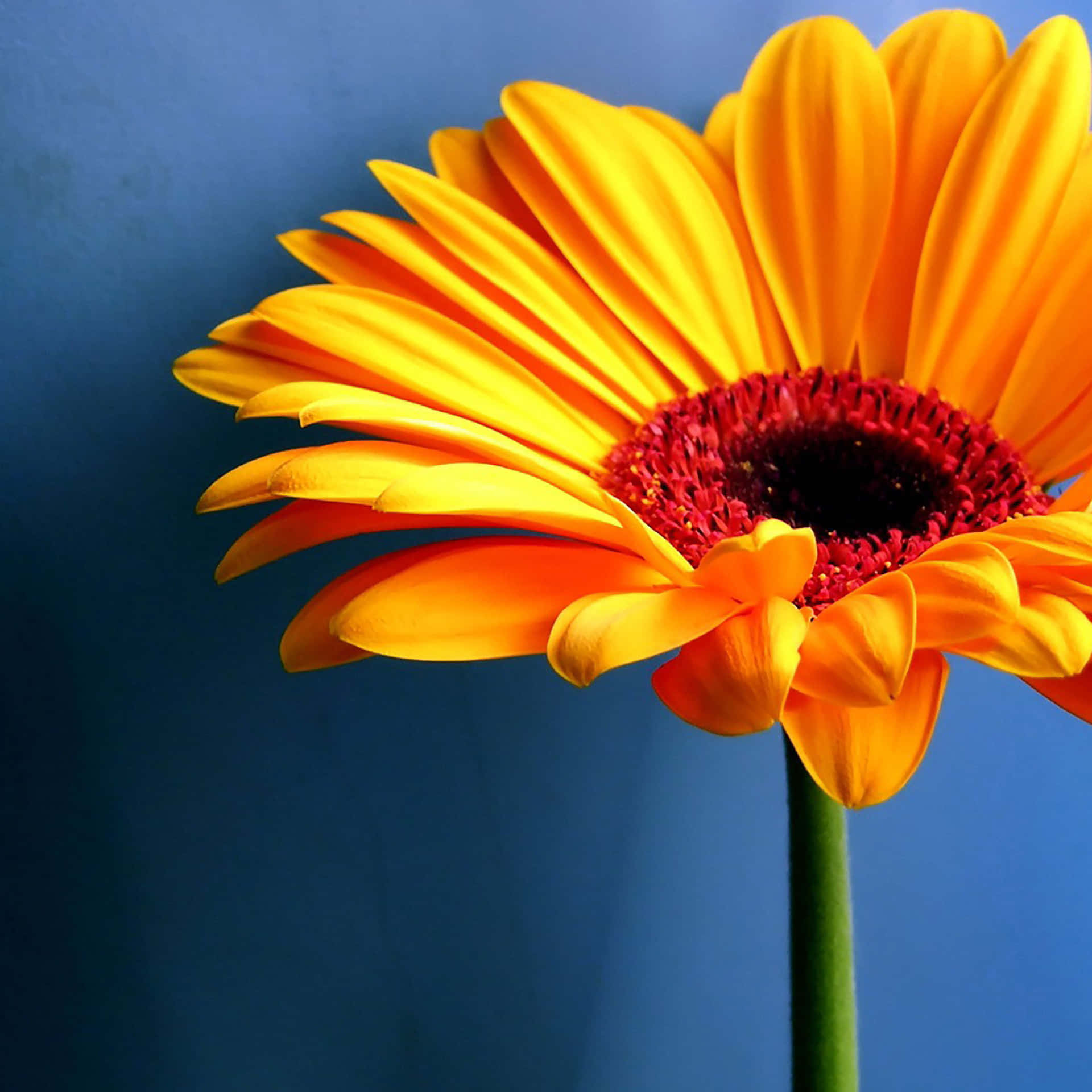 A Yellow Flower In A Vase Background