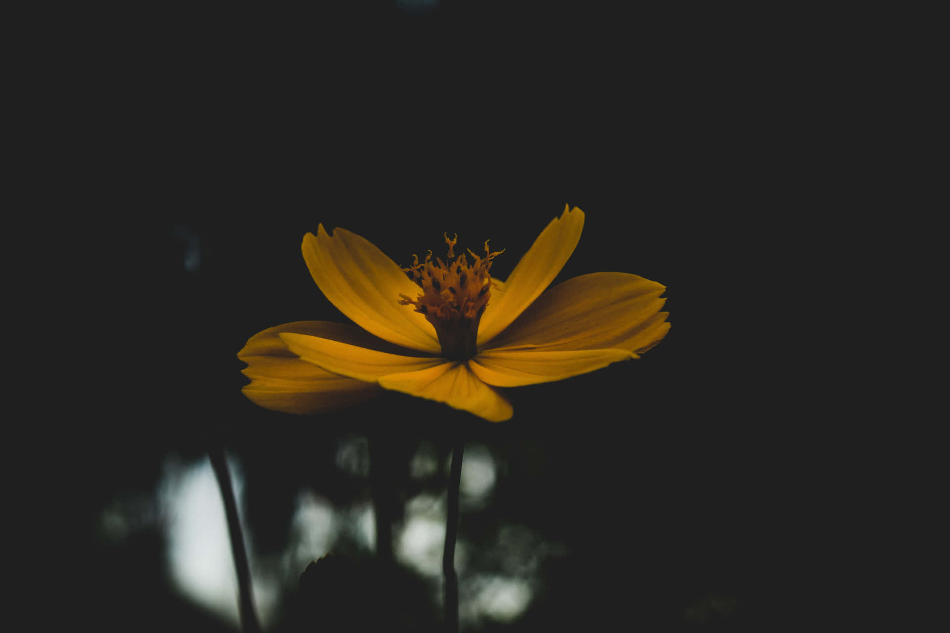 A Yellow Flower In The Dark