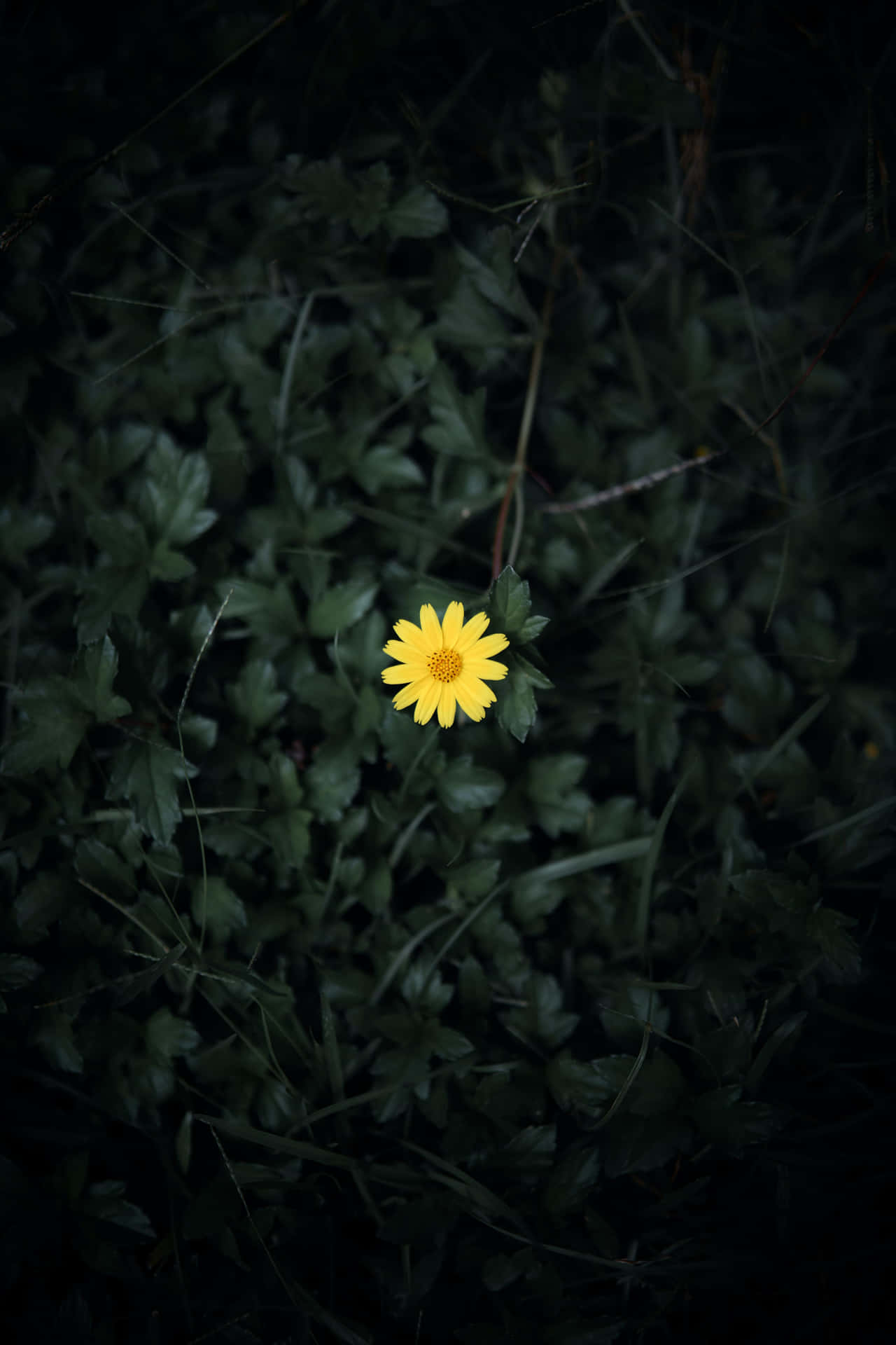 A Yellow Flower In The Dark Background