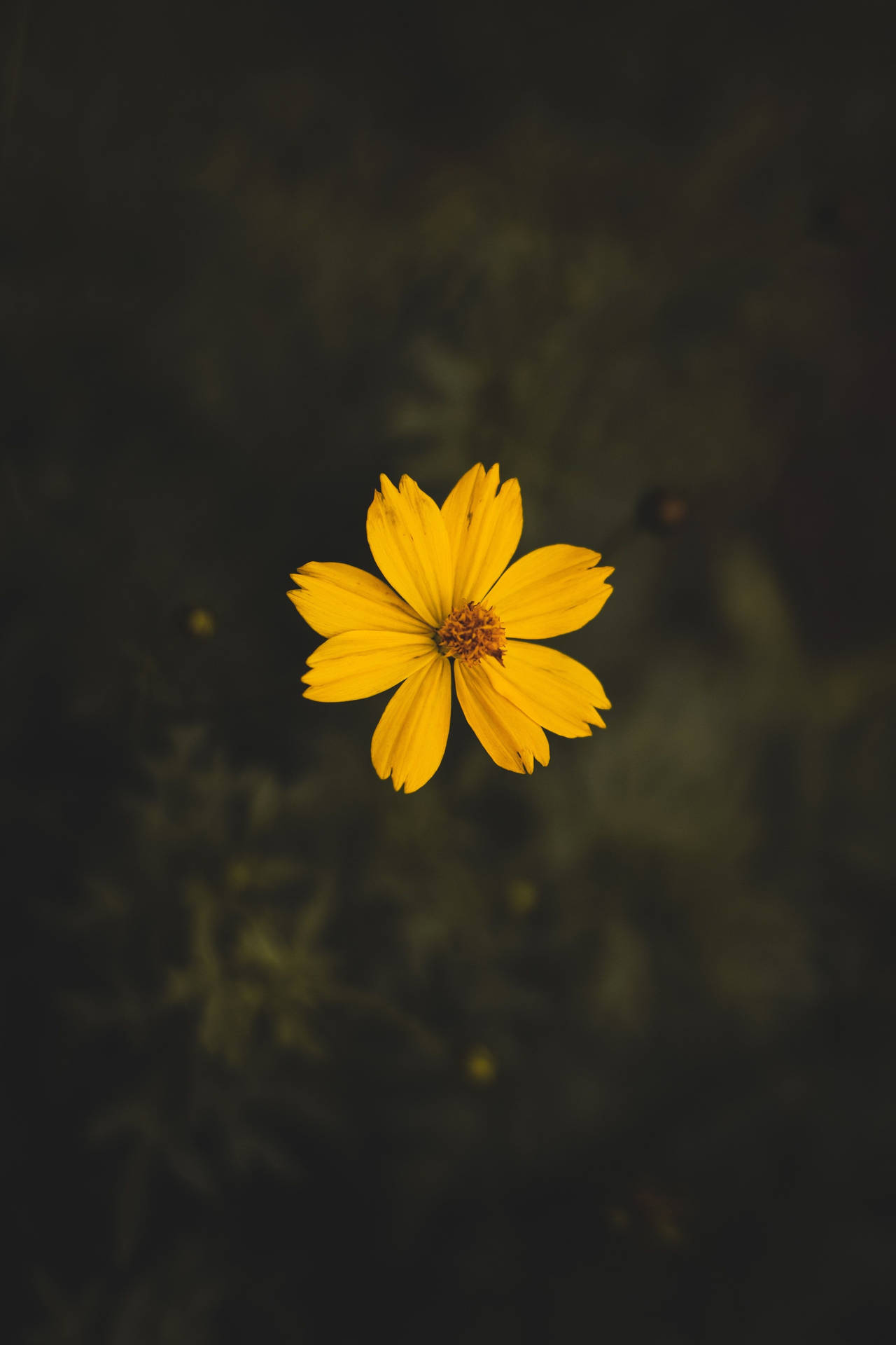 A Yellow Flower Is Floating In The Water