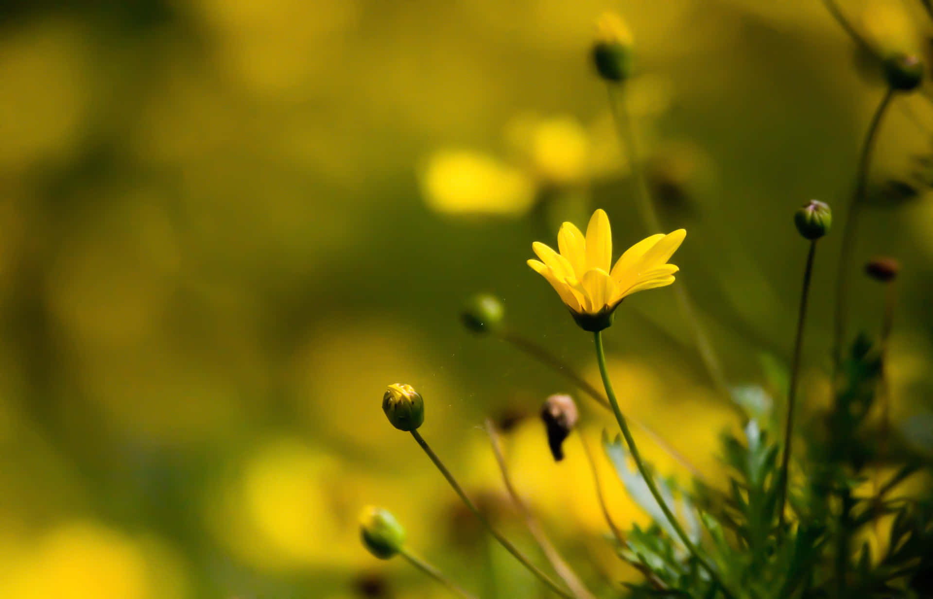 A Yellow Flower Is Growing In A Field Background