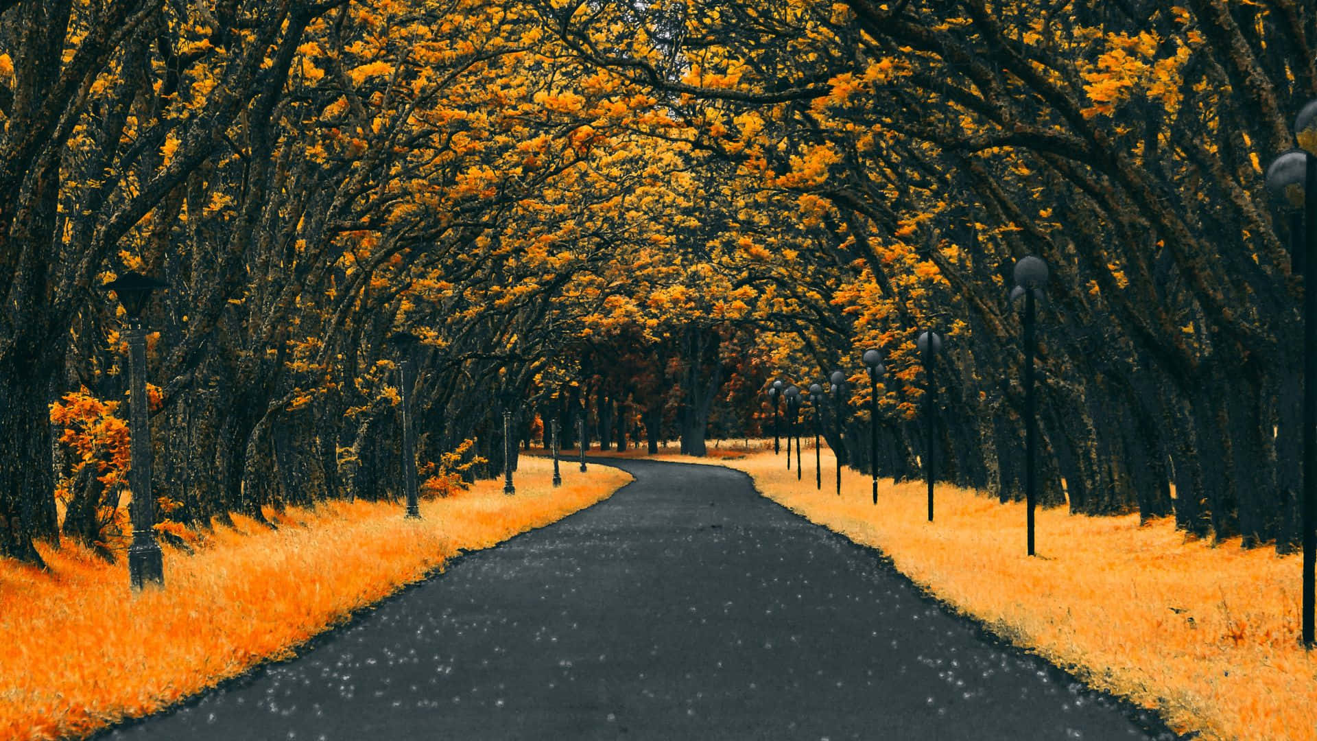 A Yellow Road Lined With Trees Background